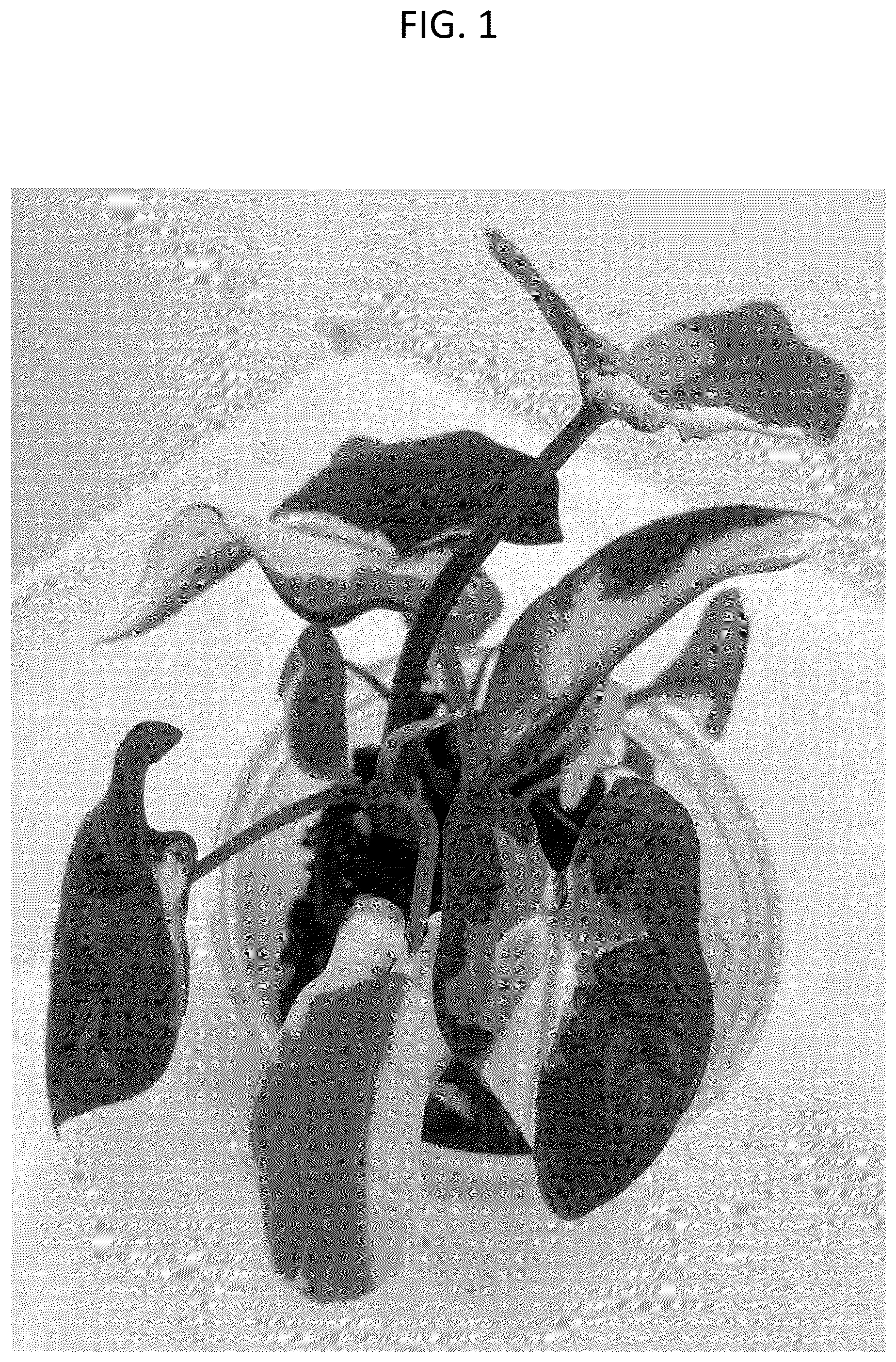 Patent USPP037094 — Alocasia plant named ‘HUTAAL29’ — Figure 1
