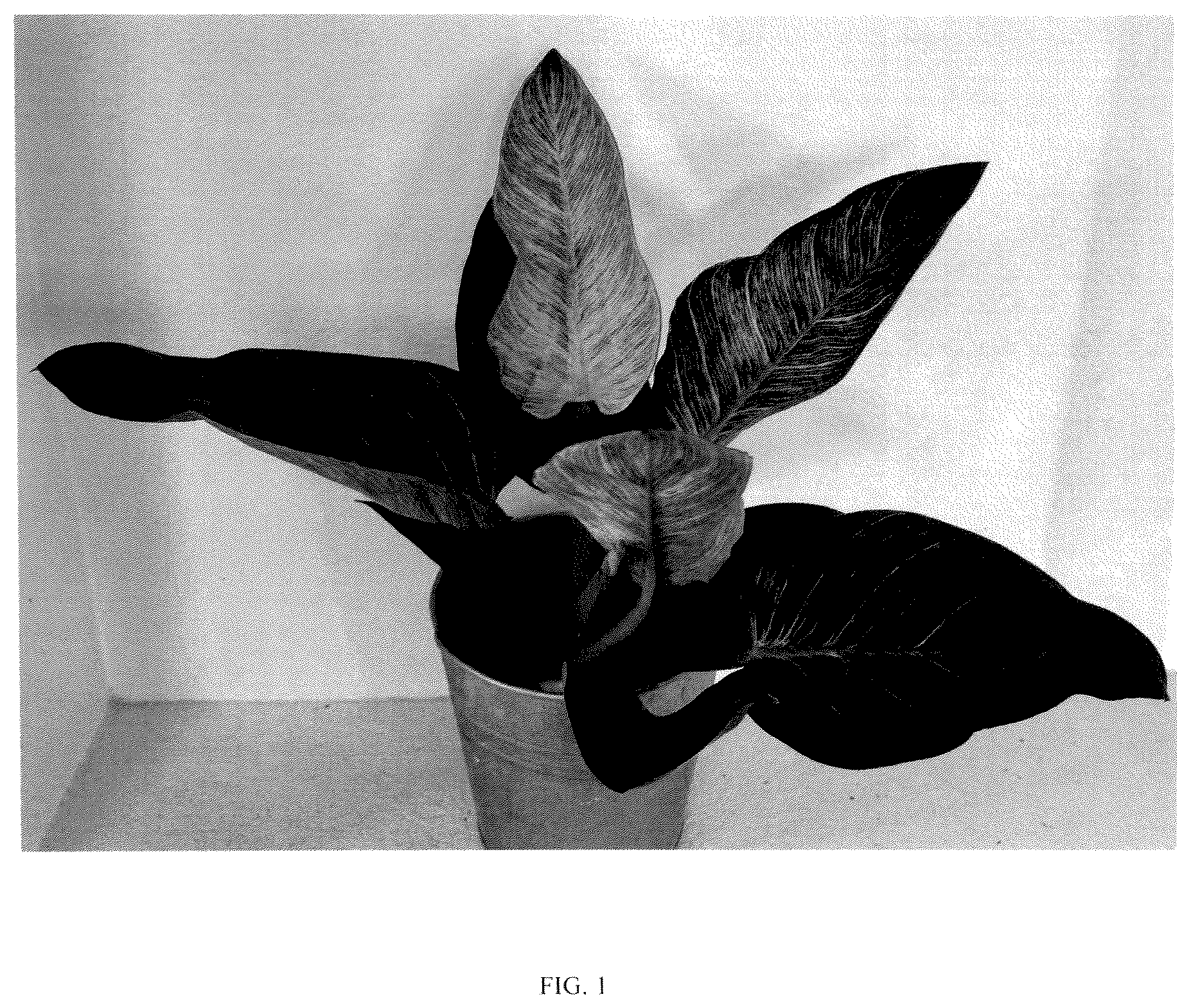Patent USPP037095 — Philodendron plant named ‘RCM2’ — Figure 1