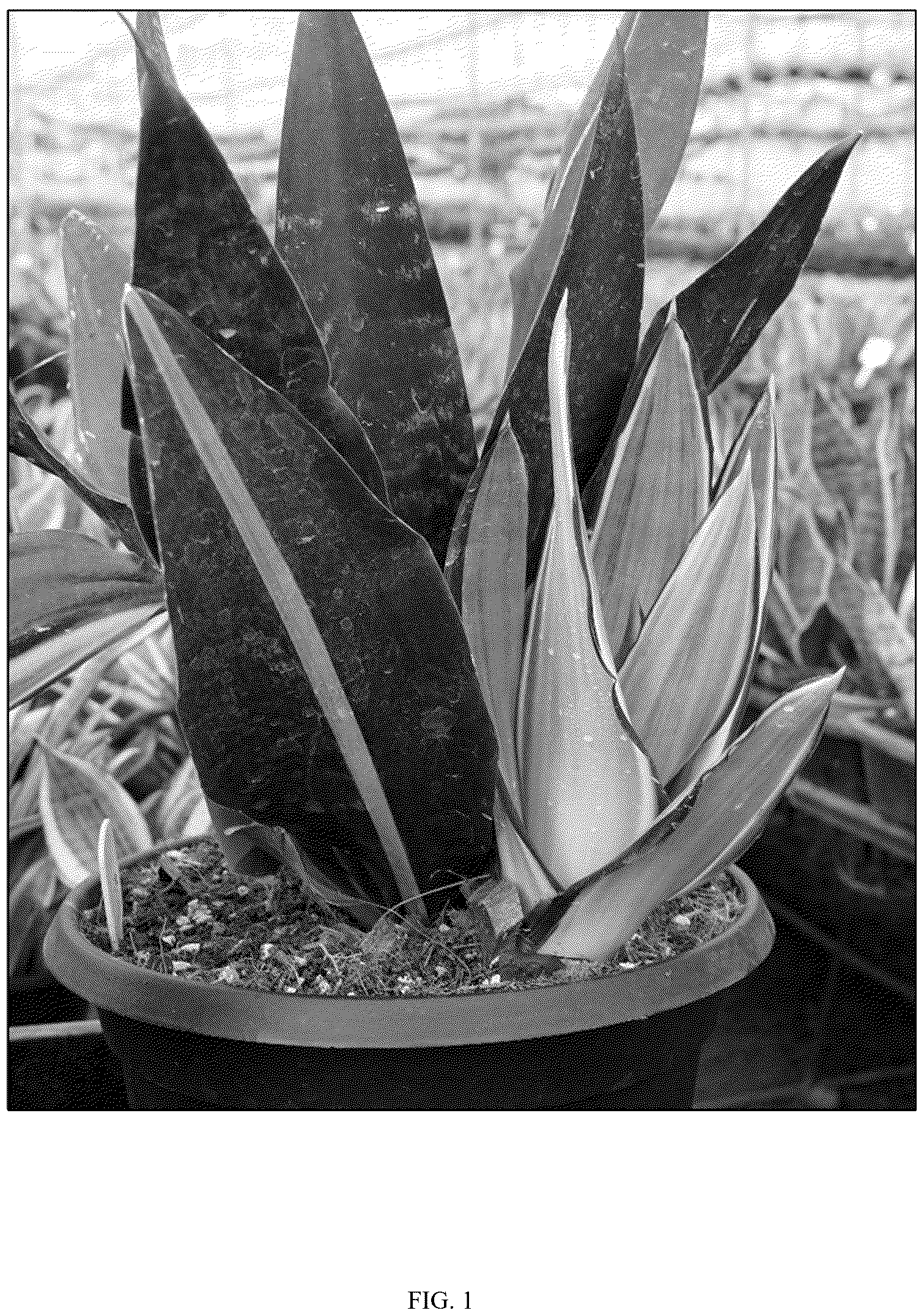 Patent USPP037096 — Sansevieria plant named ‘HANSOTI59’ — Figure 1