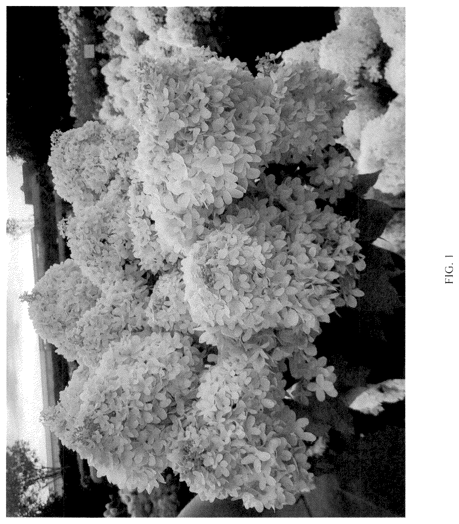 Patent USPP037105 — Hydrangea plant named ‘LC NO25’ — Figure 1