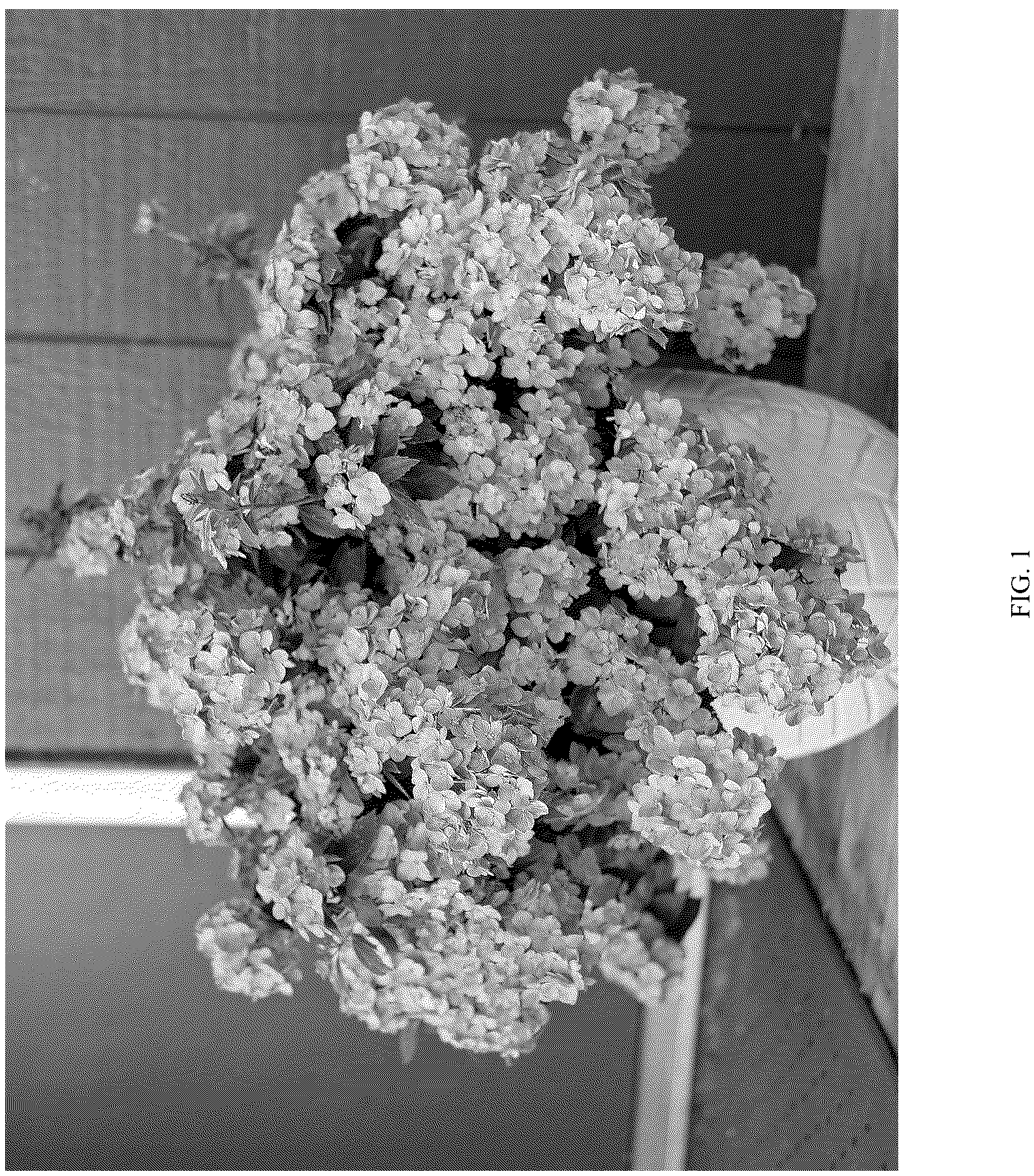 Patent USPP037106 — Hydrangea plant named ‘WNHYDFBLAMH’ — Figure 1