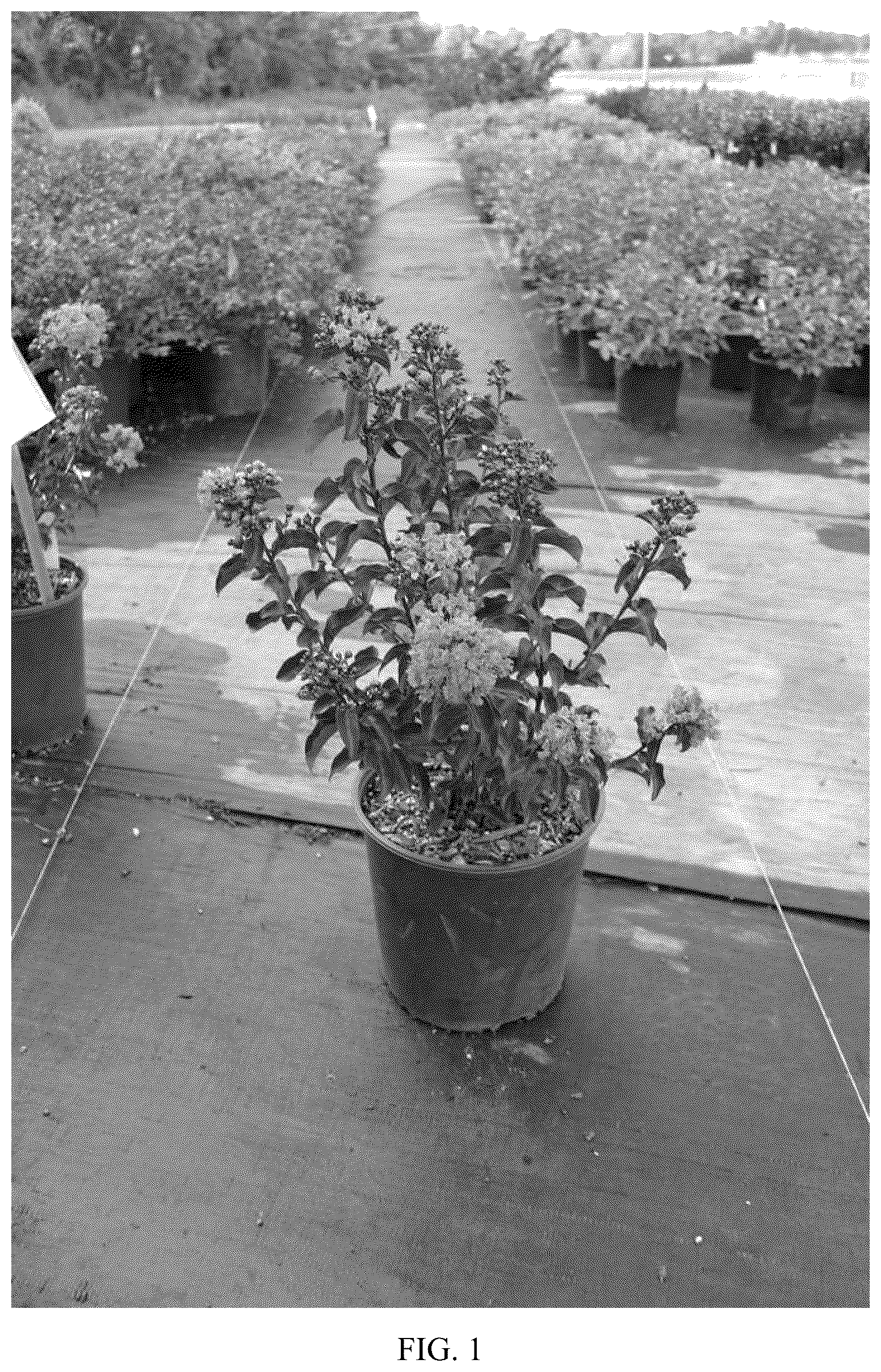 Patent USPP037108 — Lagerstroemia plant named ‘JBG 19011’ — Figure 1