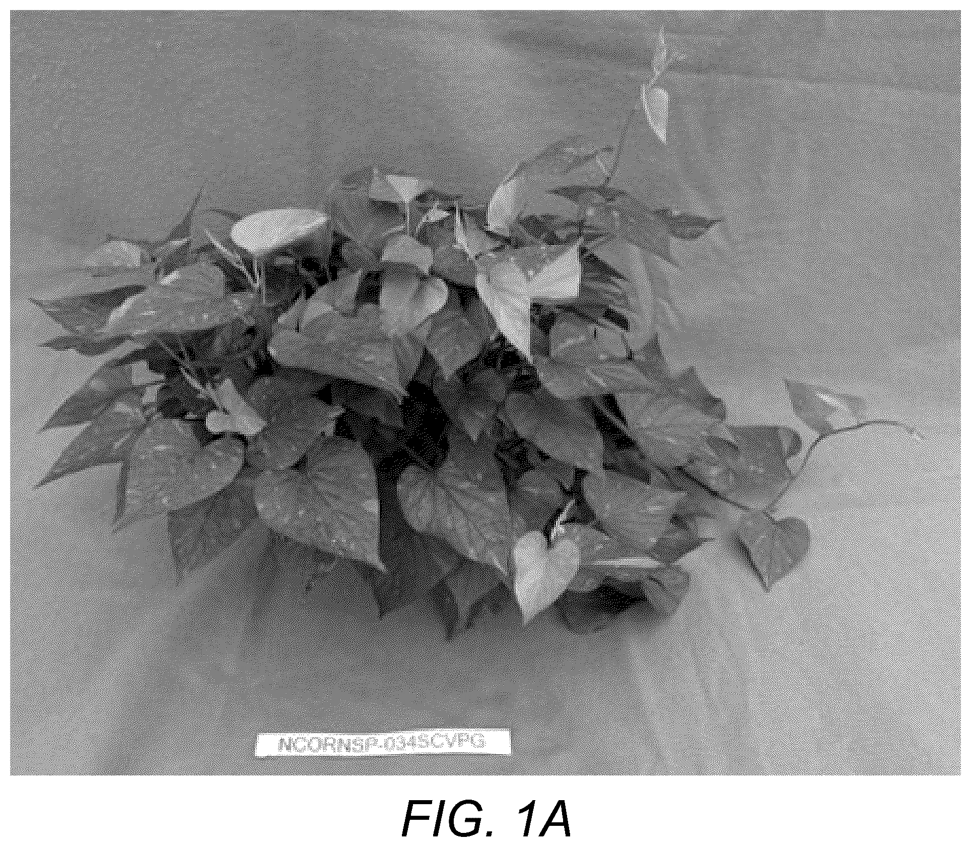 Patent USPP037109 — Sweetpotato plant named ‘NCORNSP-034SCVPG’ — Figure 1