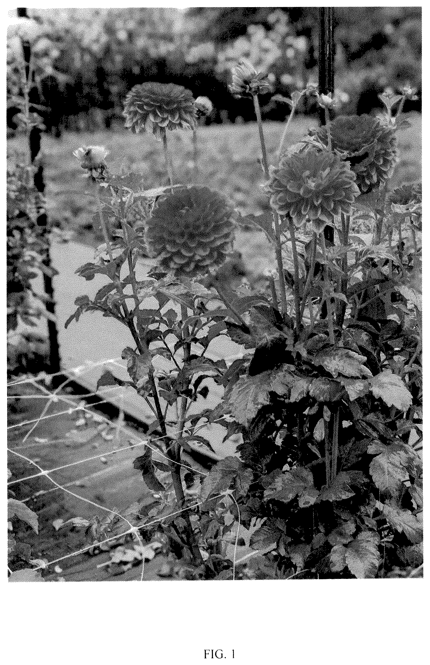 Patent USPP037110 Figure 1 – Dahlia plant named ‘LeeAnn's FD47C’