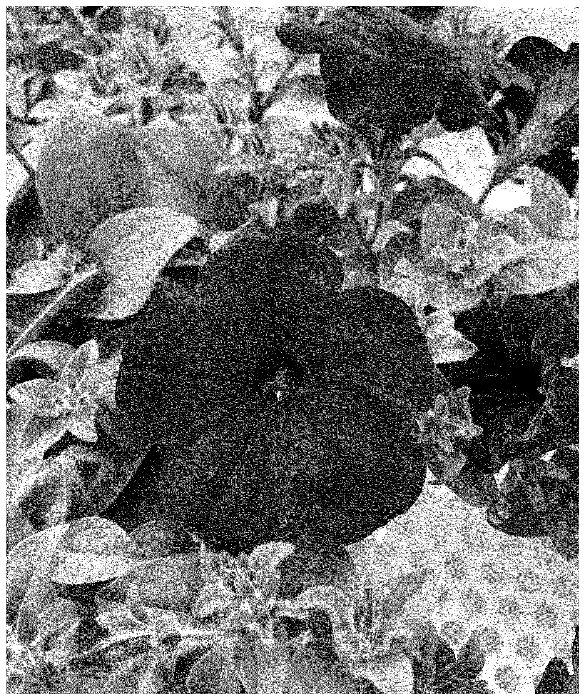 Patent USPP037112 — Petunia plant named ‘KLEPH23557’ — Figure 1