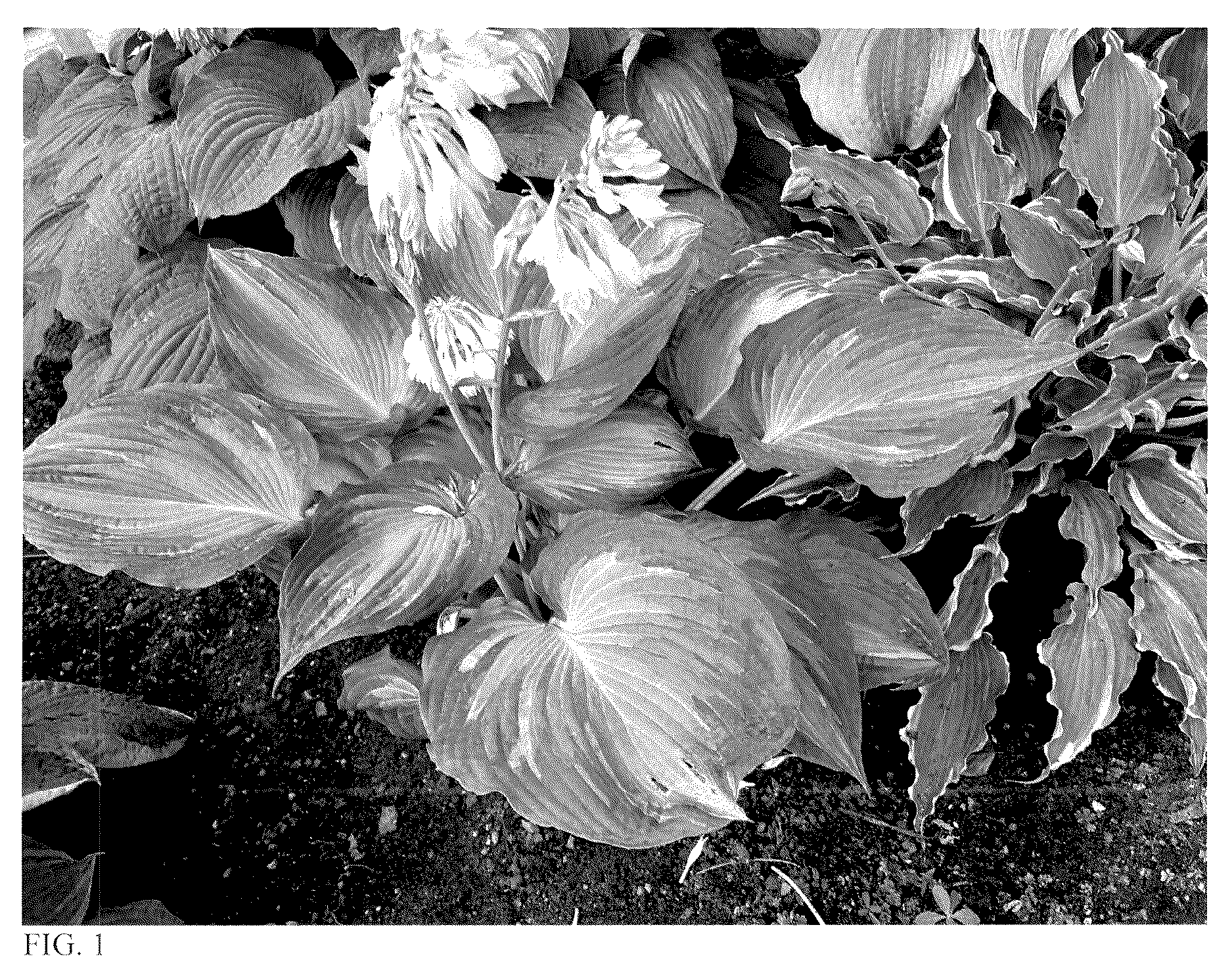 Patent USPP037113 Figure 1 – Hosta plant named ‘Avant Garde’