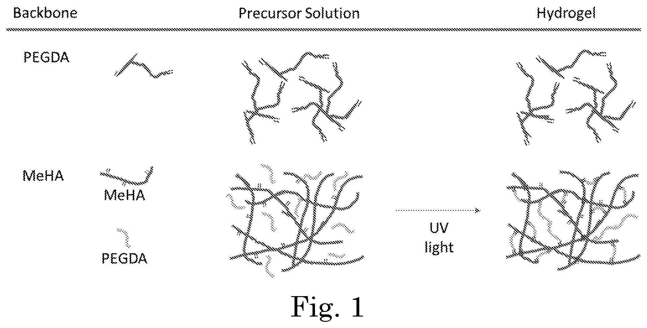 Patent US12551449 Figure 1 – Tunable degradation in hydrogel microparticles