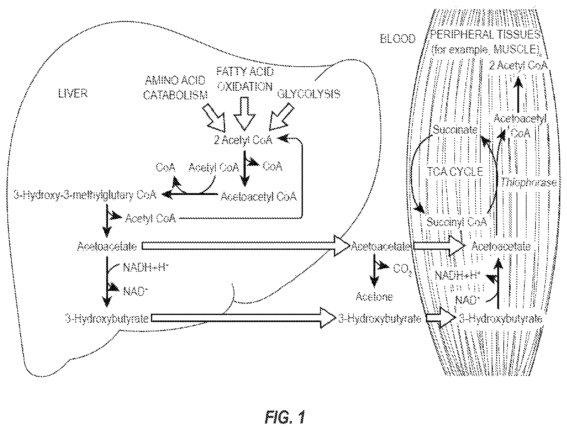 Patent US12551455 — Compositions and methods for keto stacking with beta-hydroxybutyrate and acetoacetate — Figure 1