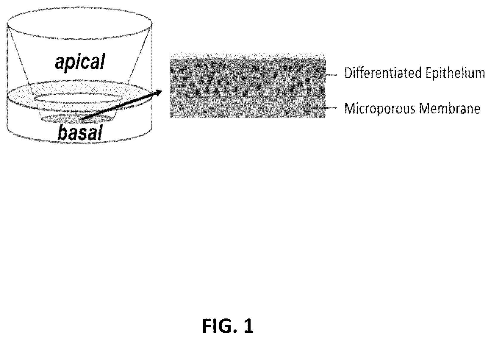 Patent US12551469 — Sphingosine kinase 2 inhibitor for treating coronavirus infection — Figure 1