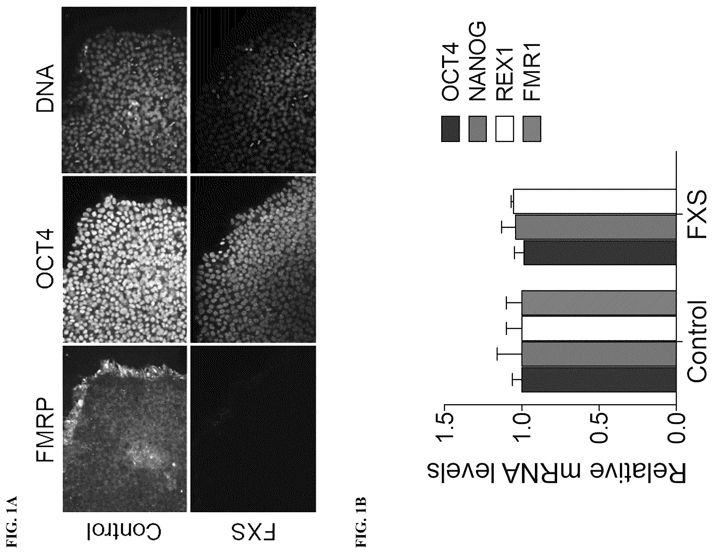 Patent US12551474 — Use of pridopidine for the treatment of fragile X syndrome — Figure 1