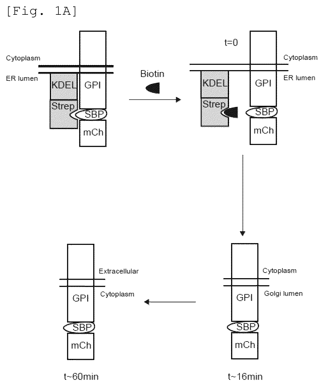 Patent US12551479 — Acyl-protein thioesterase inhibitor for the treatment and/or prevention of Huntington's disease — Figure 1