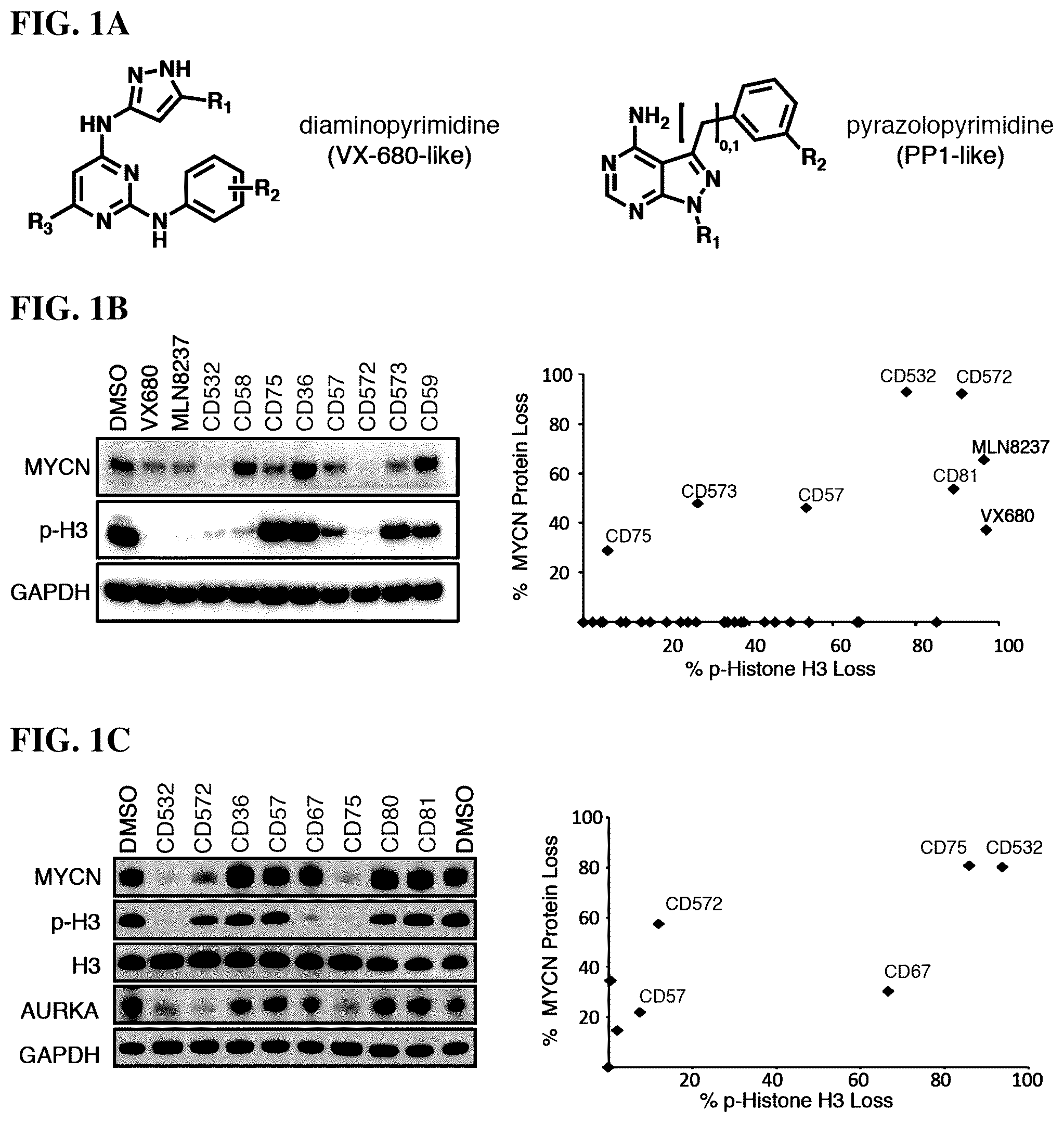 Patent US12551482 — Aurora kinase inhibitors — Figure 1