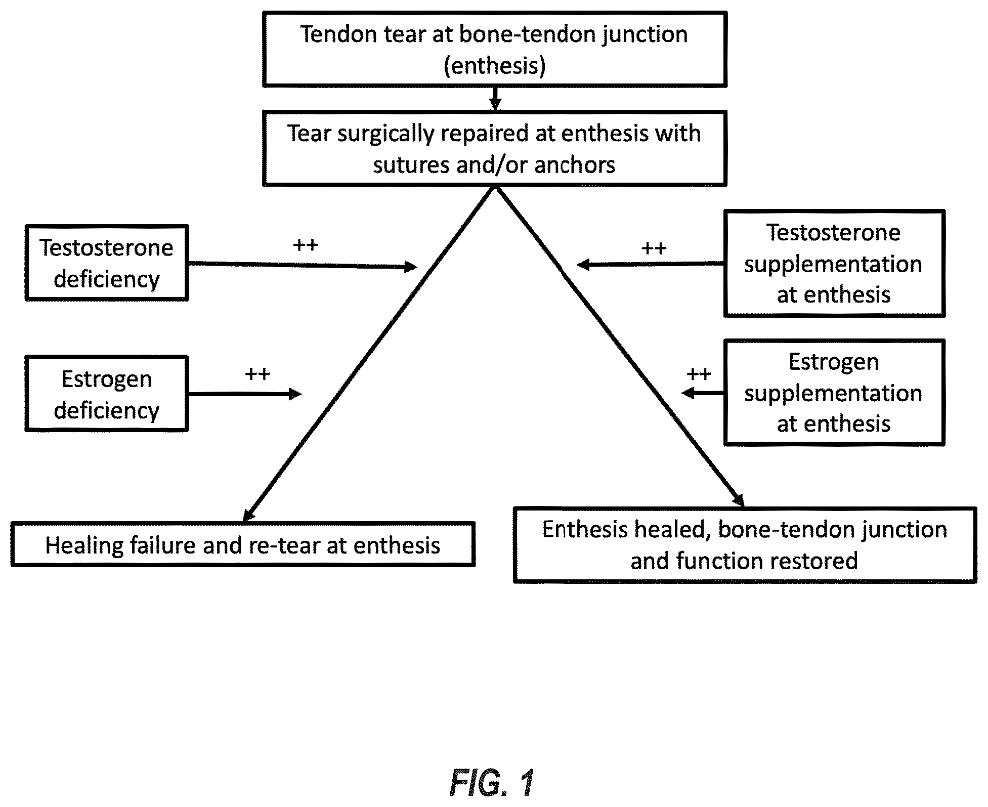 Patent US12551492 — Enthesis healing — Figure 1