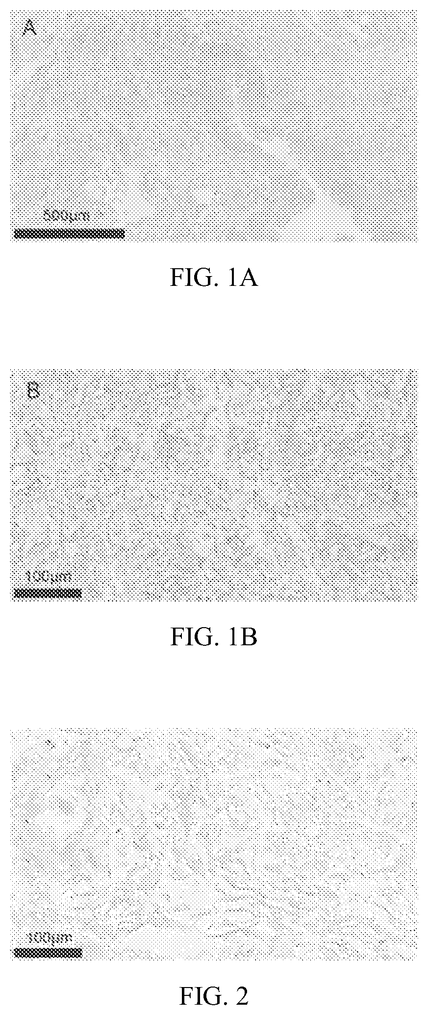 Patent US12551508 — Preparation method for decellularized matrix biomaterial — Figure 1