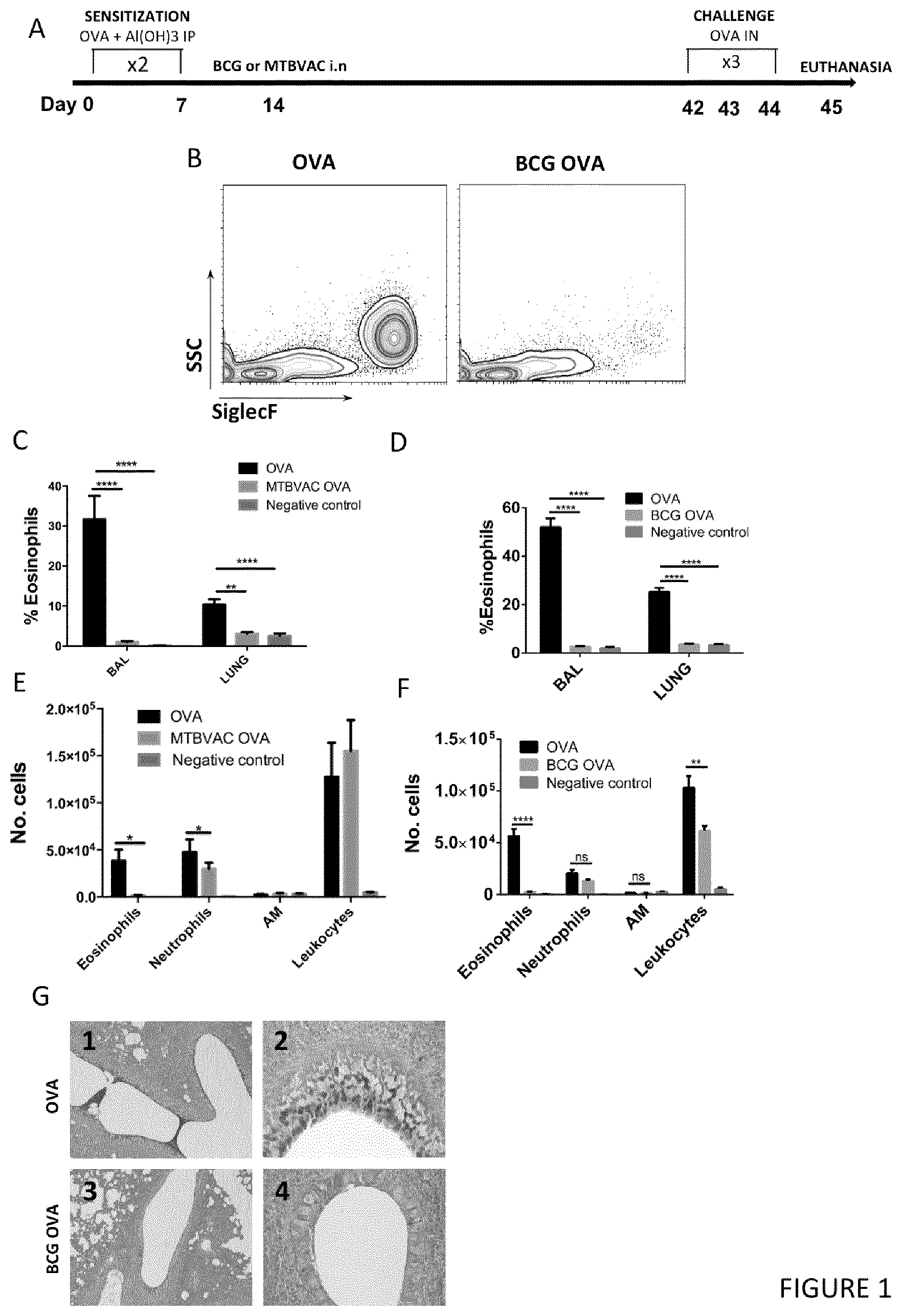Patent US12551512 — Therapeutic efficacy by pulmonary delivery of live attenuated mycobacteria — Figure 1
