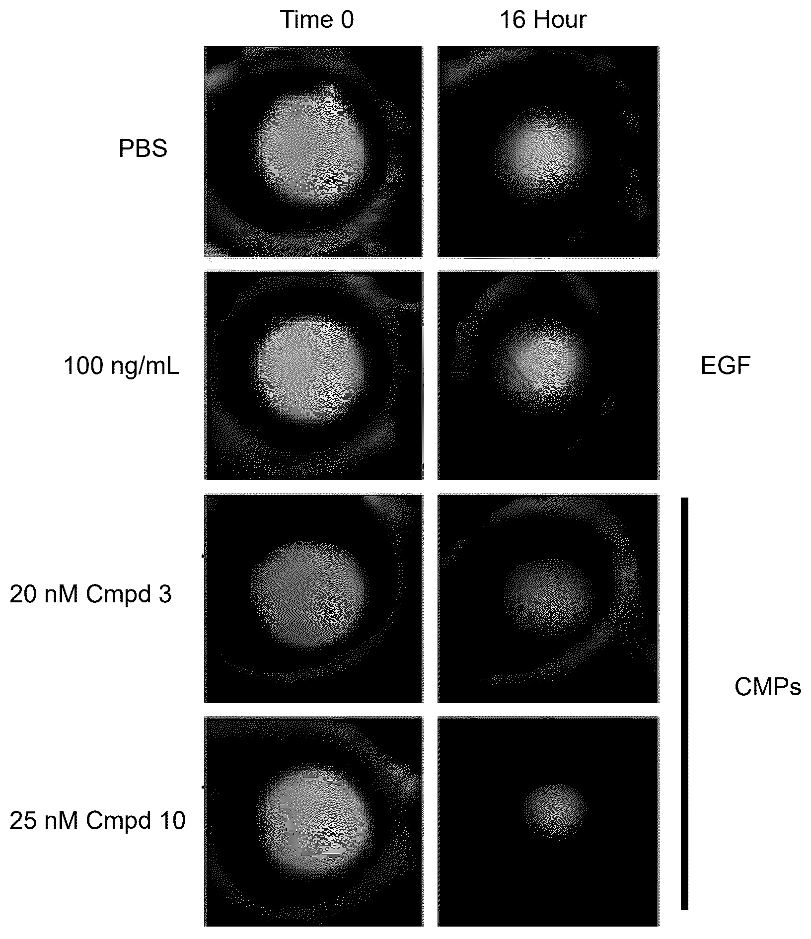 Patent US12551525 — Collagen peptide-based medicament compositions and devices and methods of production and use thereof — Figure 1