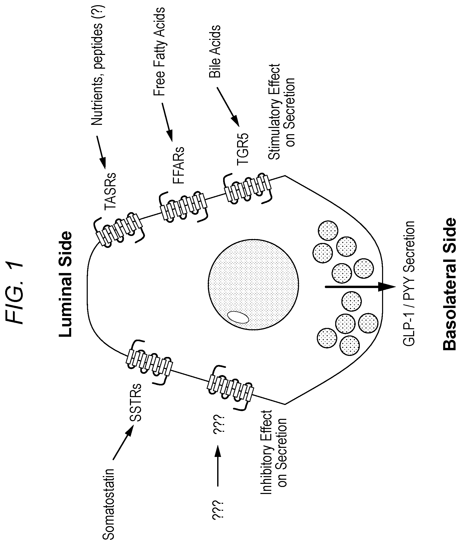 Patent US12551526 — Enterically delivered bitter oligopeptides for the treatment for type 2 diabetes — Figure 1