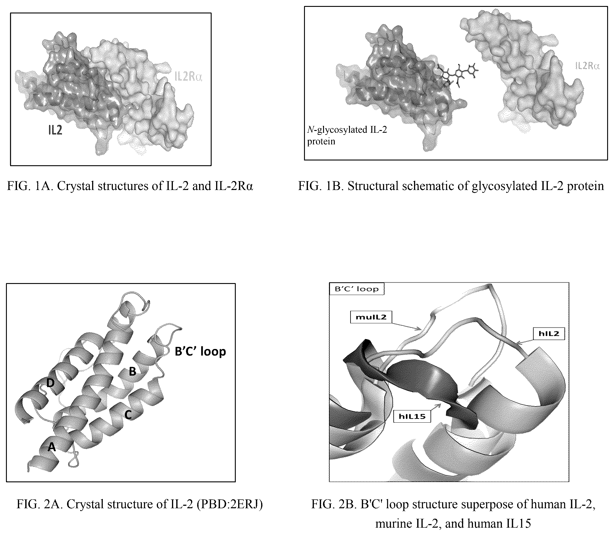 Patent US12551531 — Interleukin-2 and use thereof — Figure 1