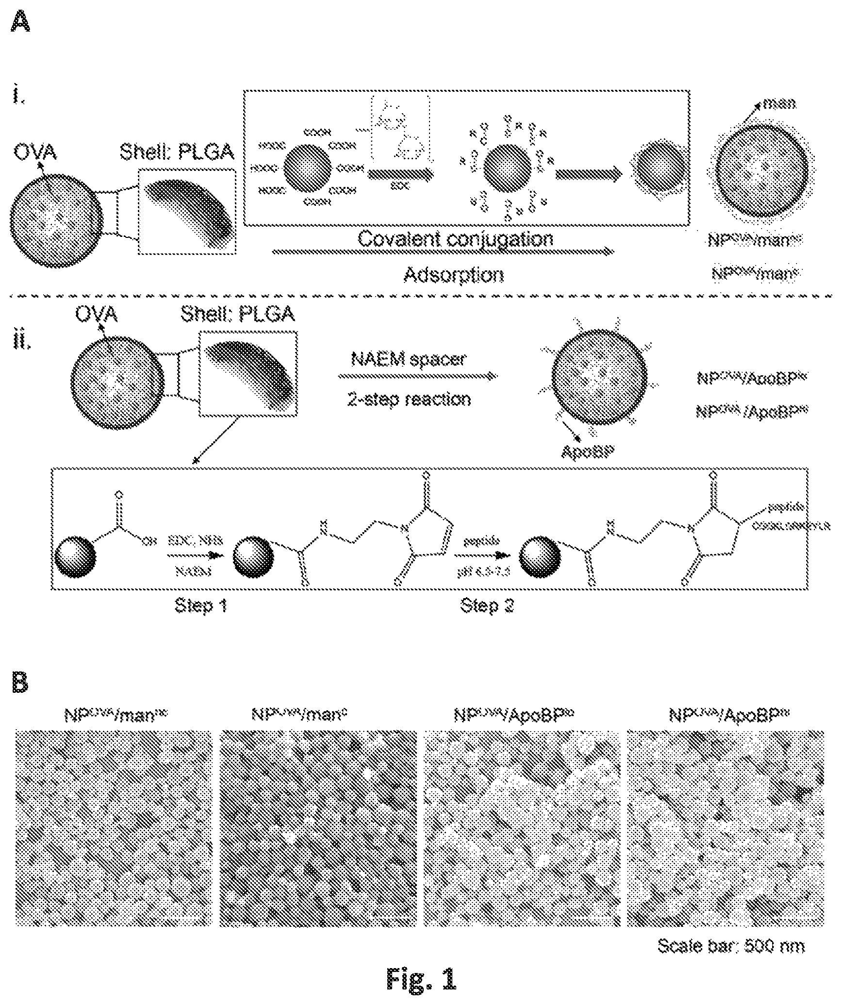 Patent US12551542 Figure 1 – Polymeric nanoparticles that target liver sinusoidal endothelial cells to induce antigen-specific immune tolerance