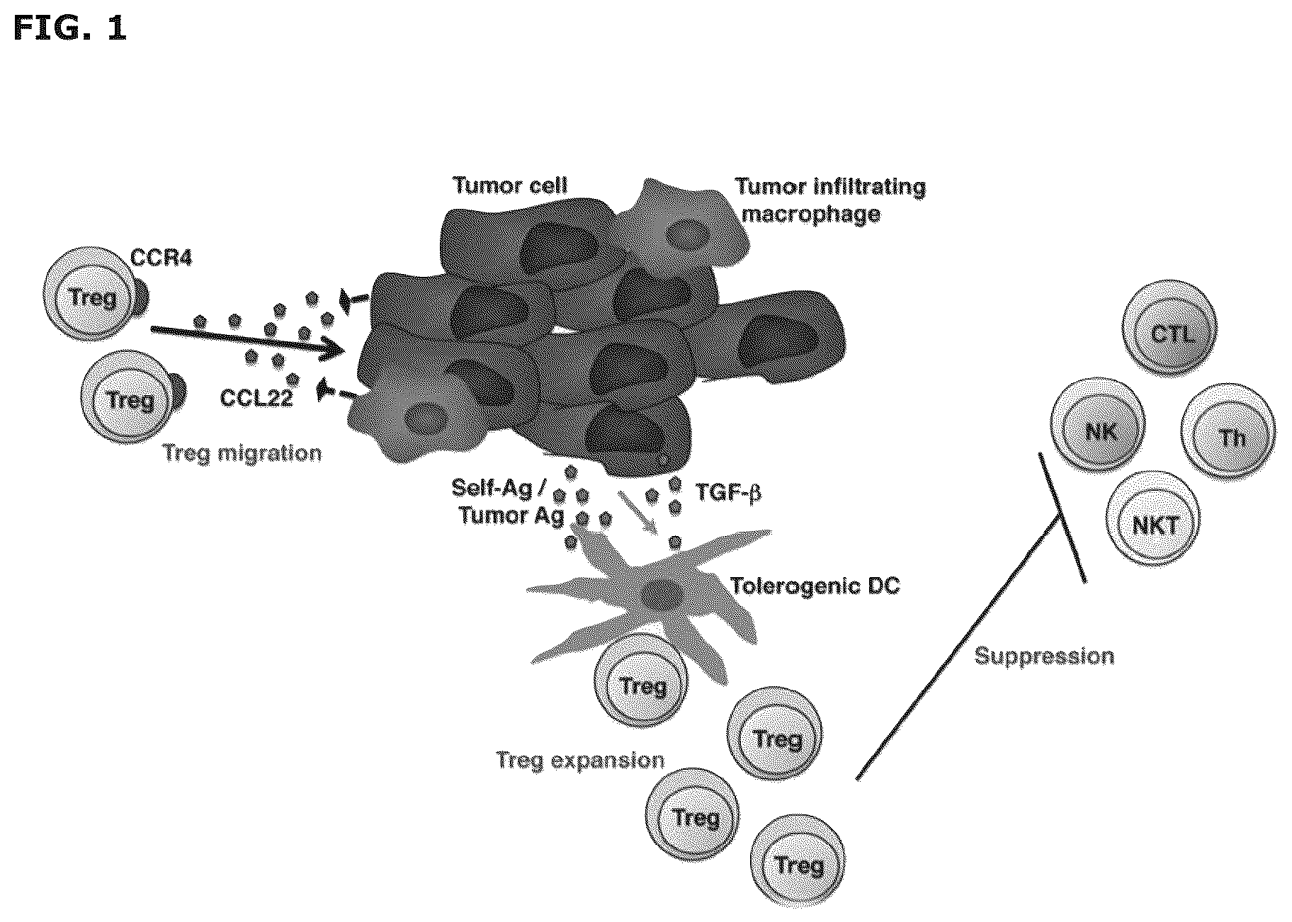 Patent US12551543 — Vaccine compositions comprising C—C motif chemokine 22 (CCL22) or fragments thereof — Figure 1