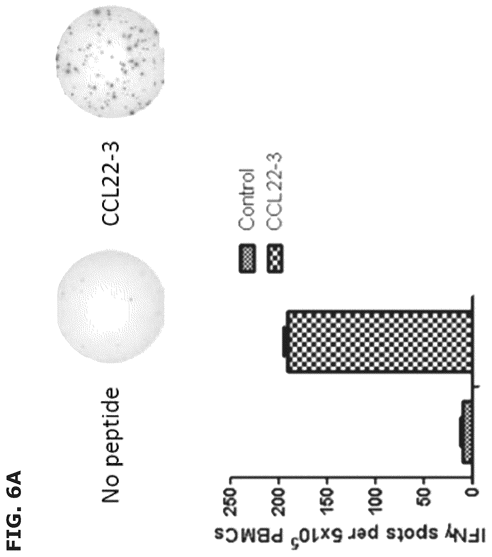 Patent US12551543 Figure 15 – Vaccine compositions comprising C—C motif chemokine 22 (CCL22) or fragments thereof