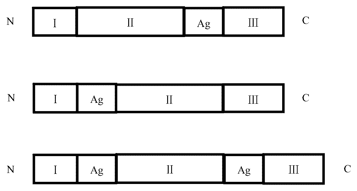 Patent US12551545 Figure 1 – African swine fever virus chimeric protein, vaccine composition, preparation method and use thereof