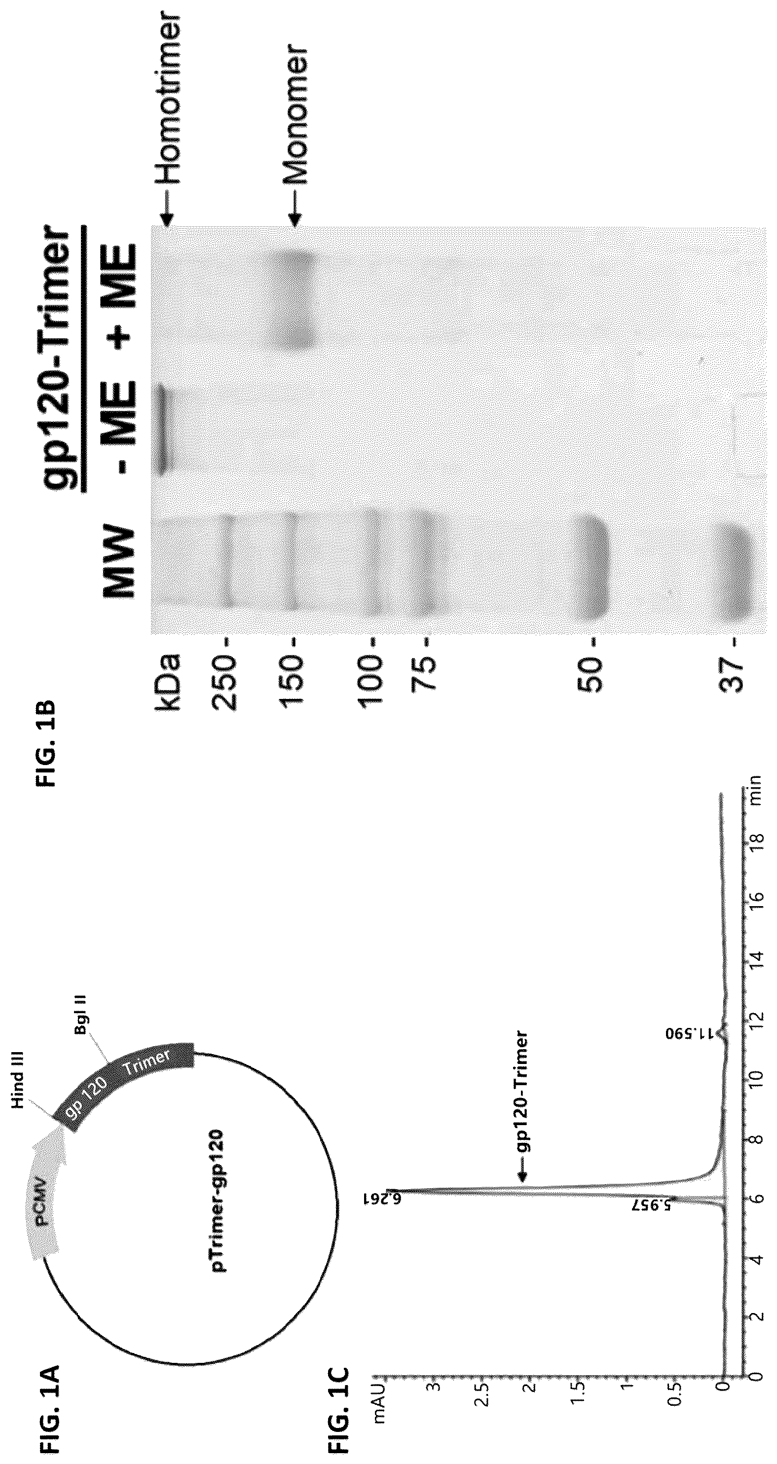 Patent US12551548 — HIV vaccine compositions, methods, and uses thereof — Figure 1