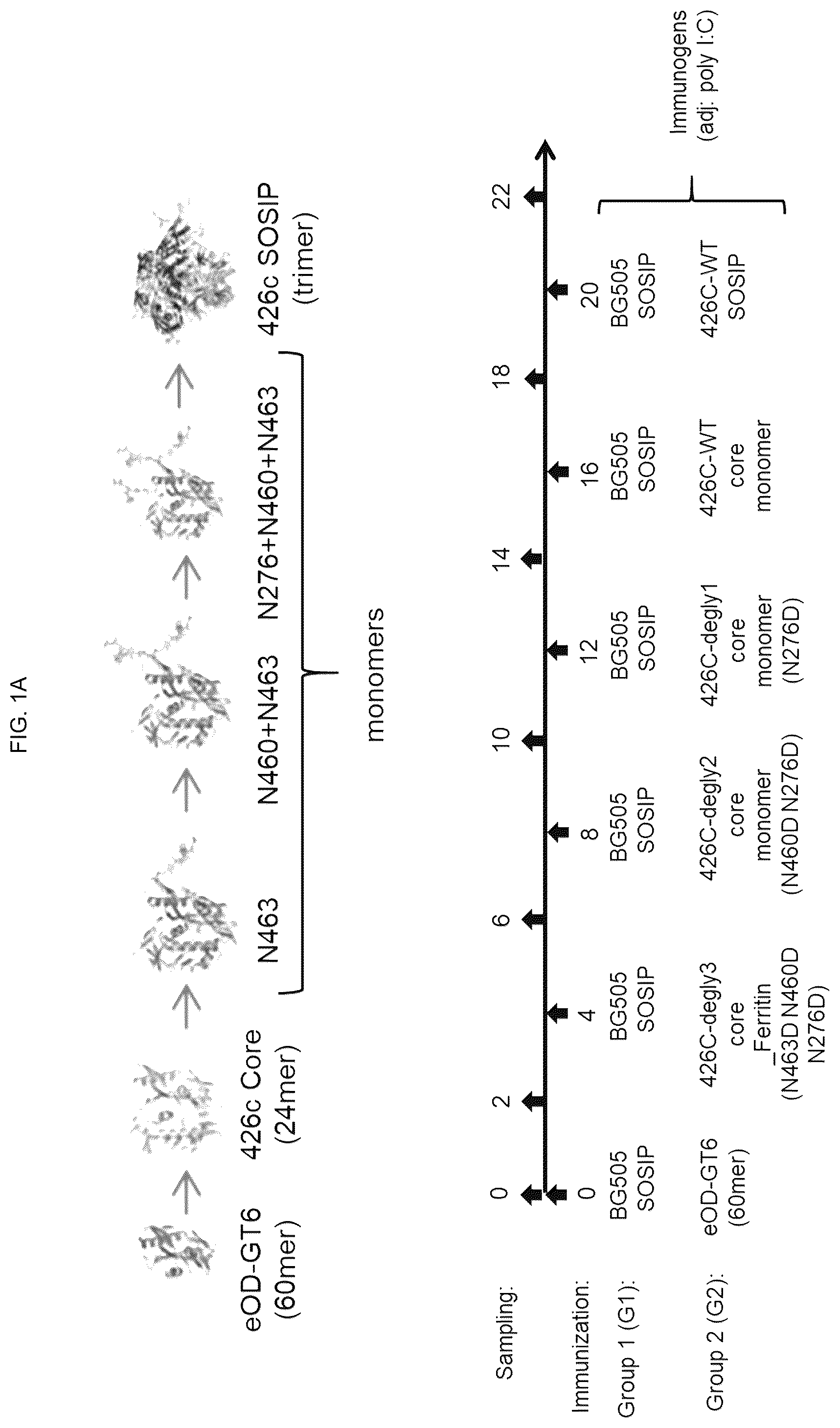 Patent US12551549 — Methods of eliciting antibodies that bind to full-length glycosylated HIV-1 ENV using multimerized ENV cores — Figure 1