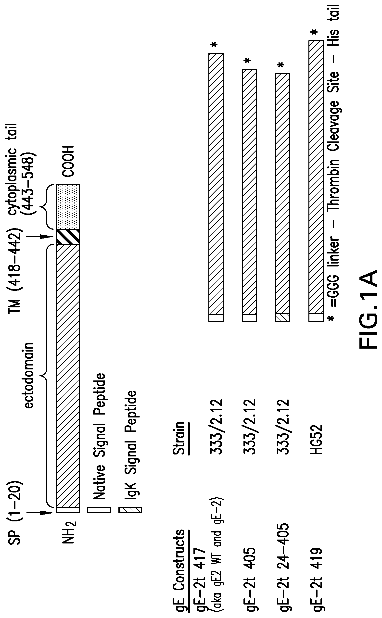 Patent US12551552 Figure 1 – Antigenic glycoprotein E polypeptides, compositions, and methods of use thereof
