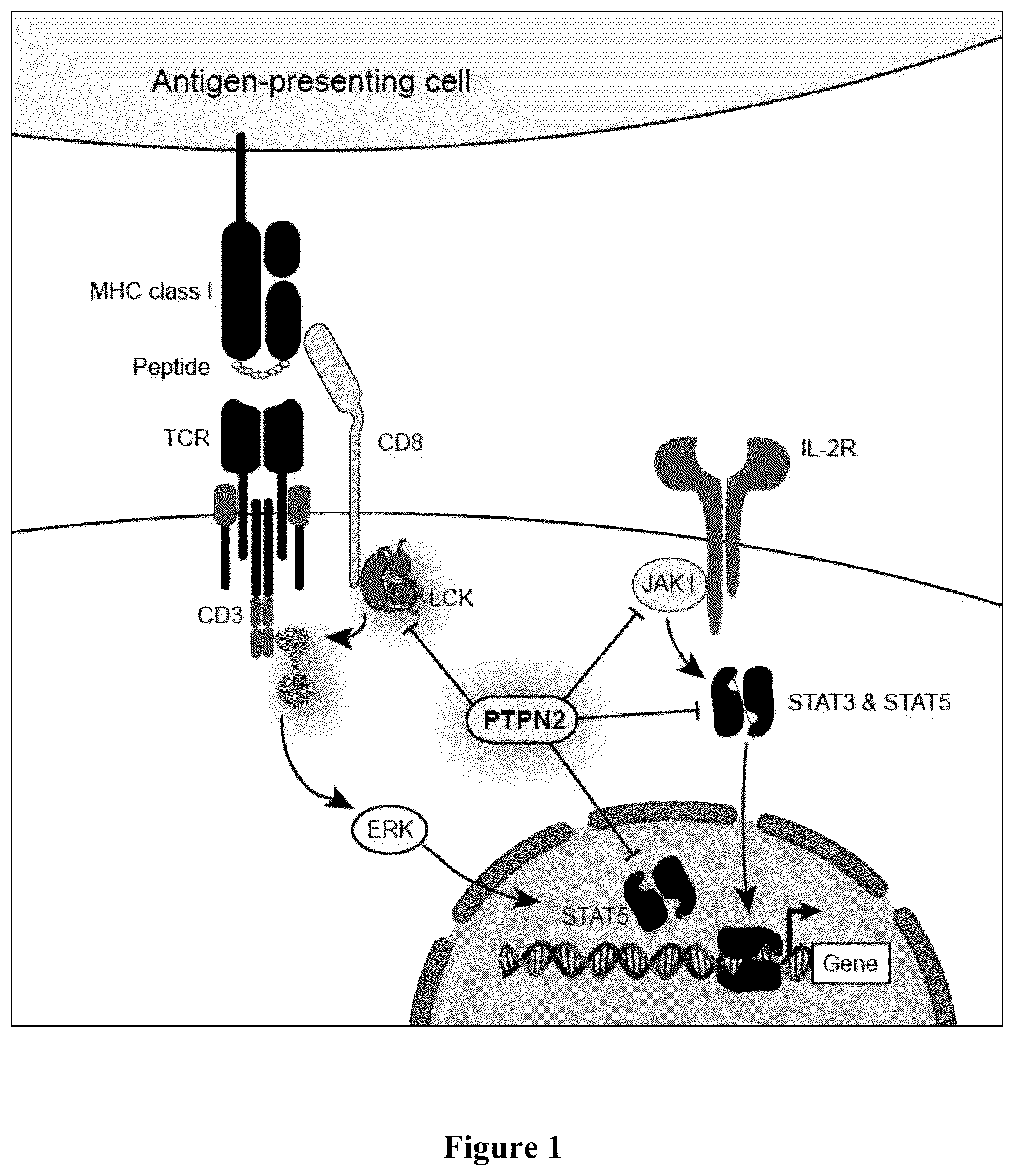 Patent US12551555 — Compositions and methods for potentiating immune activity — Figure 1