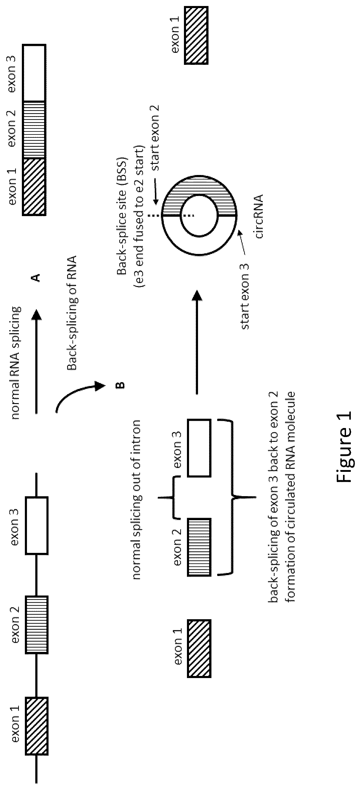 Patent US12551556 — Endogenous tumor-derived circular RNA and proteins thereof for use as vaccine — Figure 1
