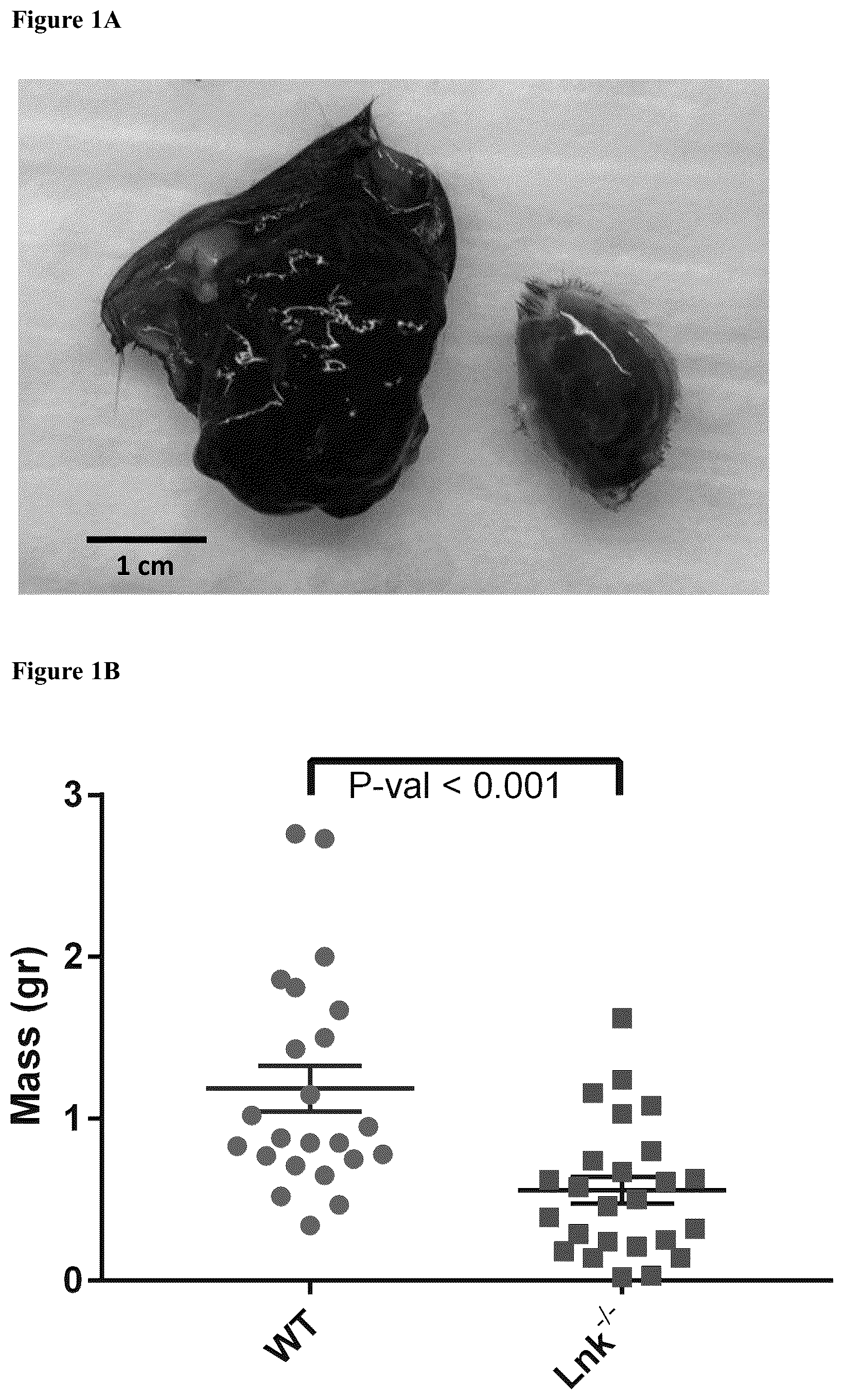 Patent US12551559 — Cells and methods for improved immunotherapy — Figure 1