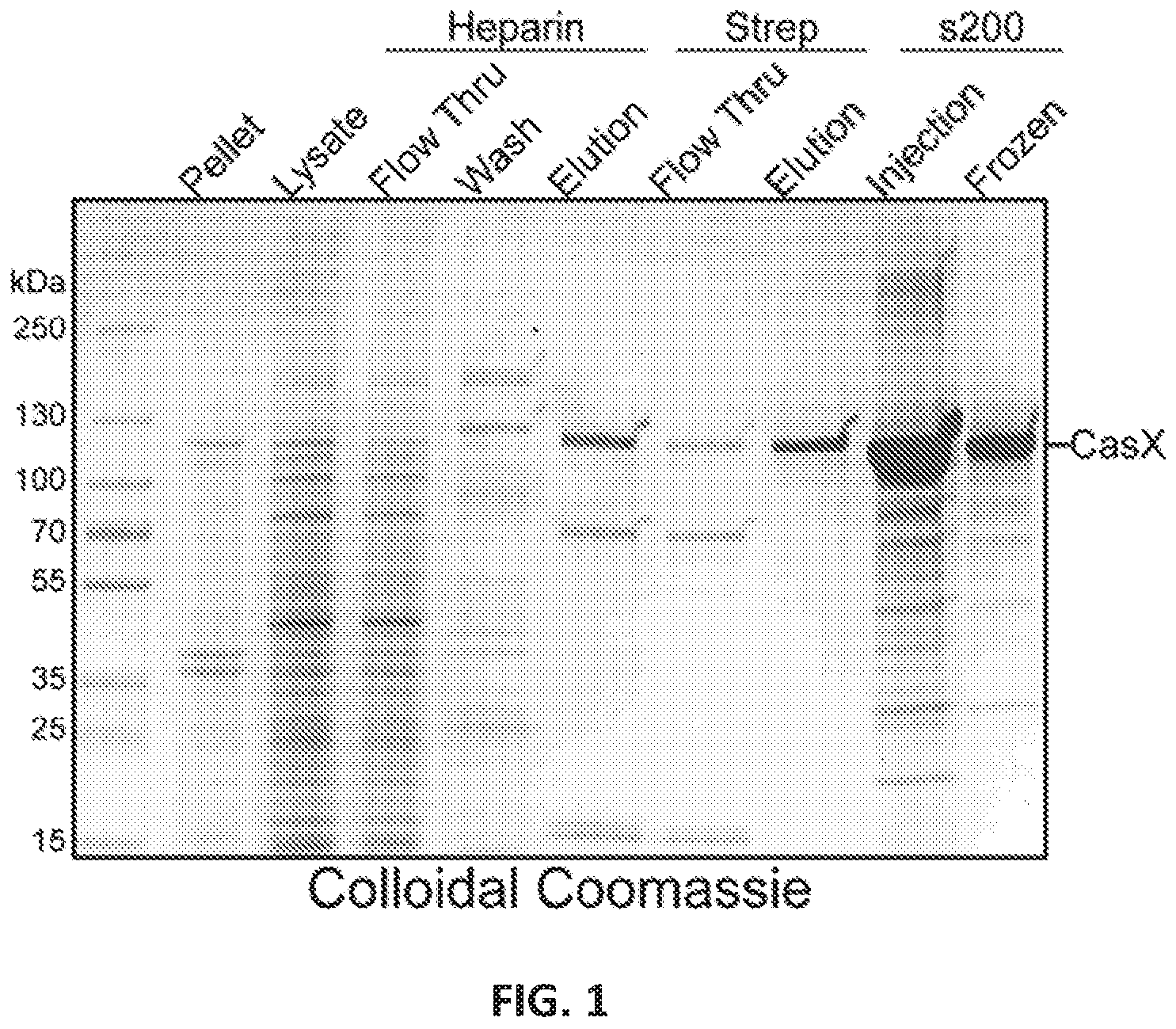 Patent US12551560 — Compositions and methods for use in immunotherapy — Figure 1