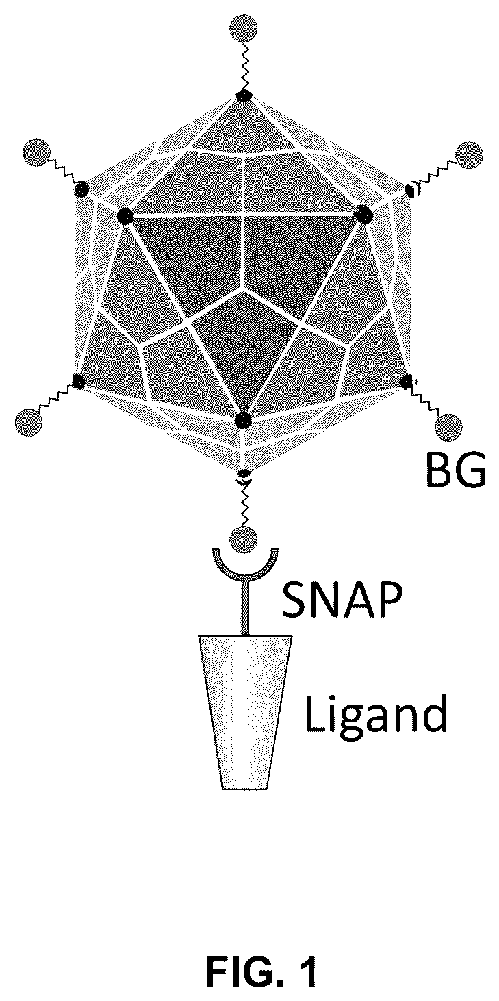 Patent US12551572 — Modified viral particles for gene therapy — Figure 1
