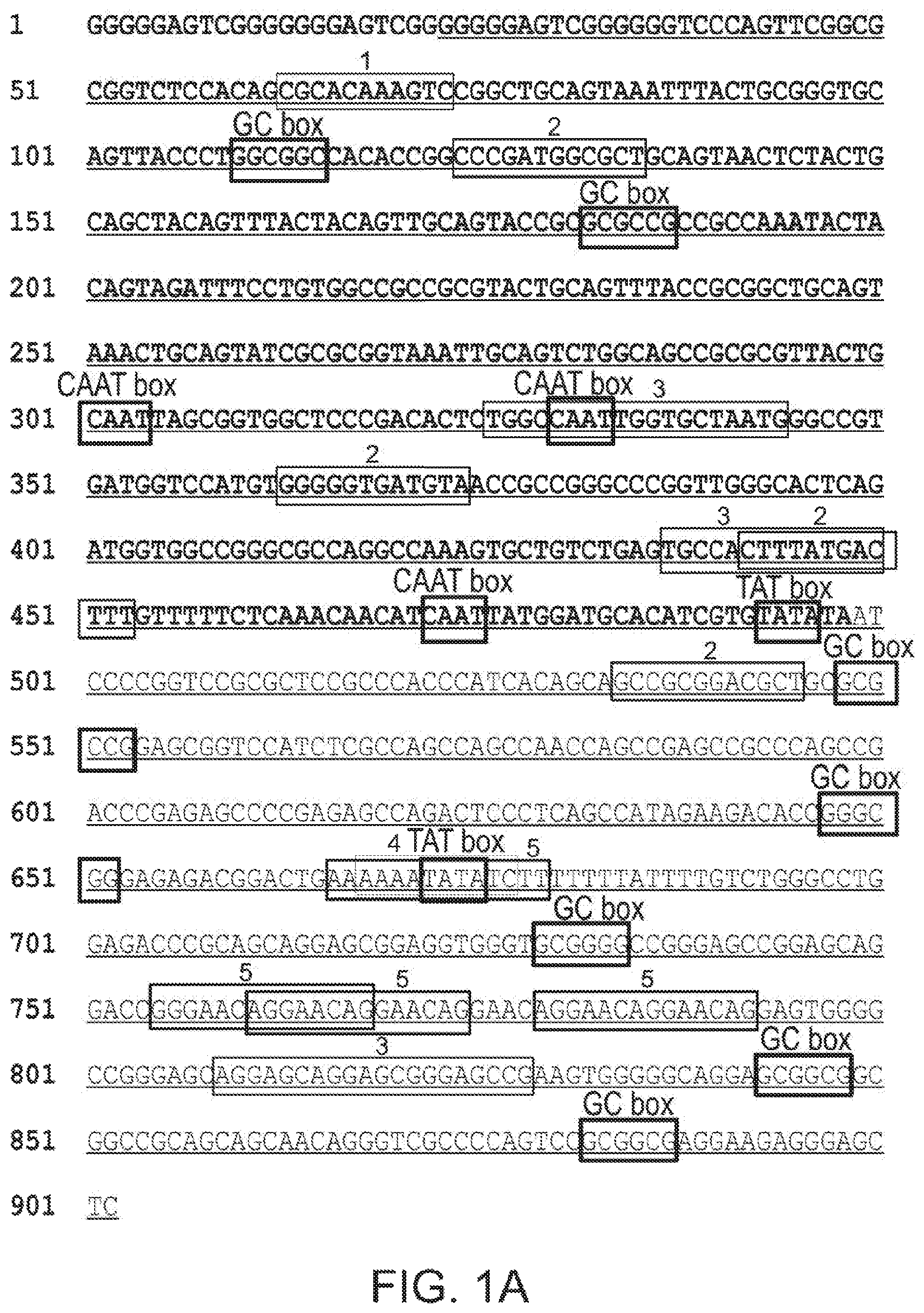 Patent US12551574 — Recombinant nucleic acids containing alphaherpesvirus promoter sequences — Figure 1