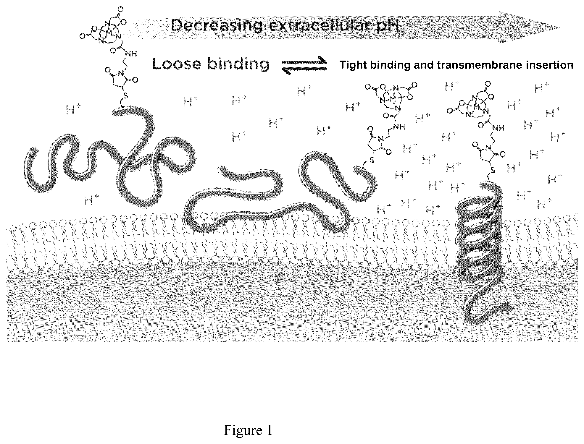 Patent US12551583 — Radiolabeled ligands for targeted PET/SPECT imaging and methods of their use — Figure 1