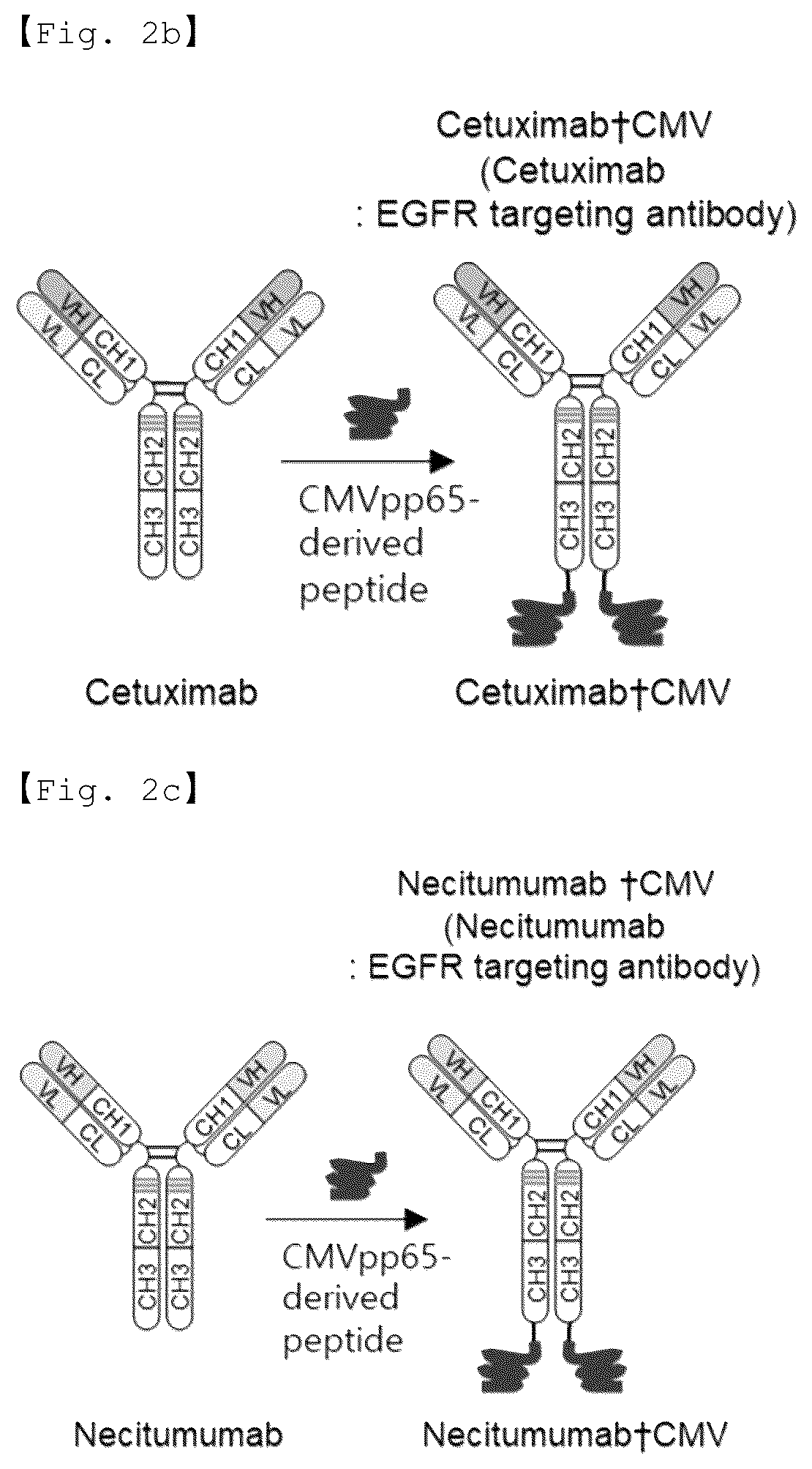 Patent US12551733 Figure 3 – Fusion antibody for presenting antigen-derived T cell antigen epitope or peptide containing same on cell surface, and composition comprising same