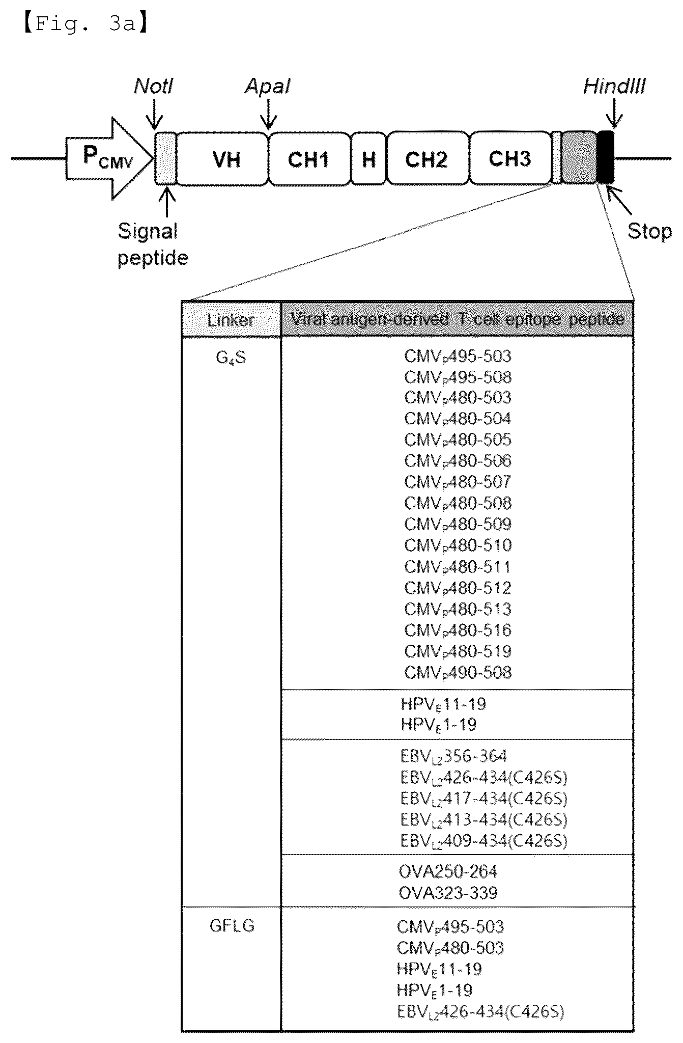 Patent US12551733 Figure 4 – Fusion antibody for presenting antigen-derived T cell antigen epitope or peptide containing same on cell surface, and composition comprising same