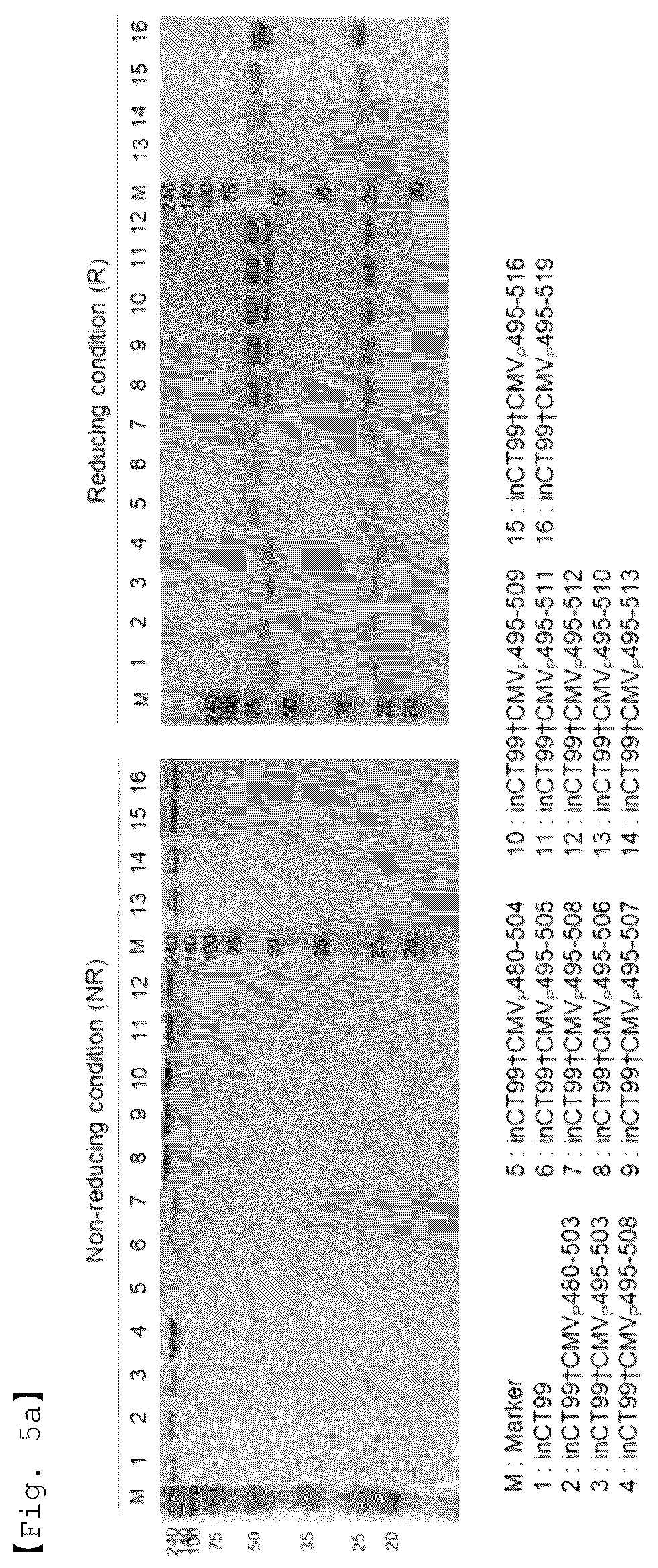 Patent US12551733 Figure 7 – Fusion antibody for presenting antigen-derived T cell antigen epitope or peptide containing same on cell surface, and composition comprising same