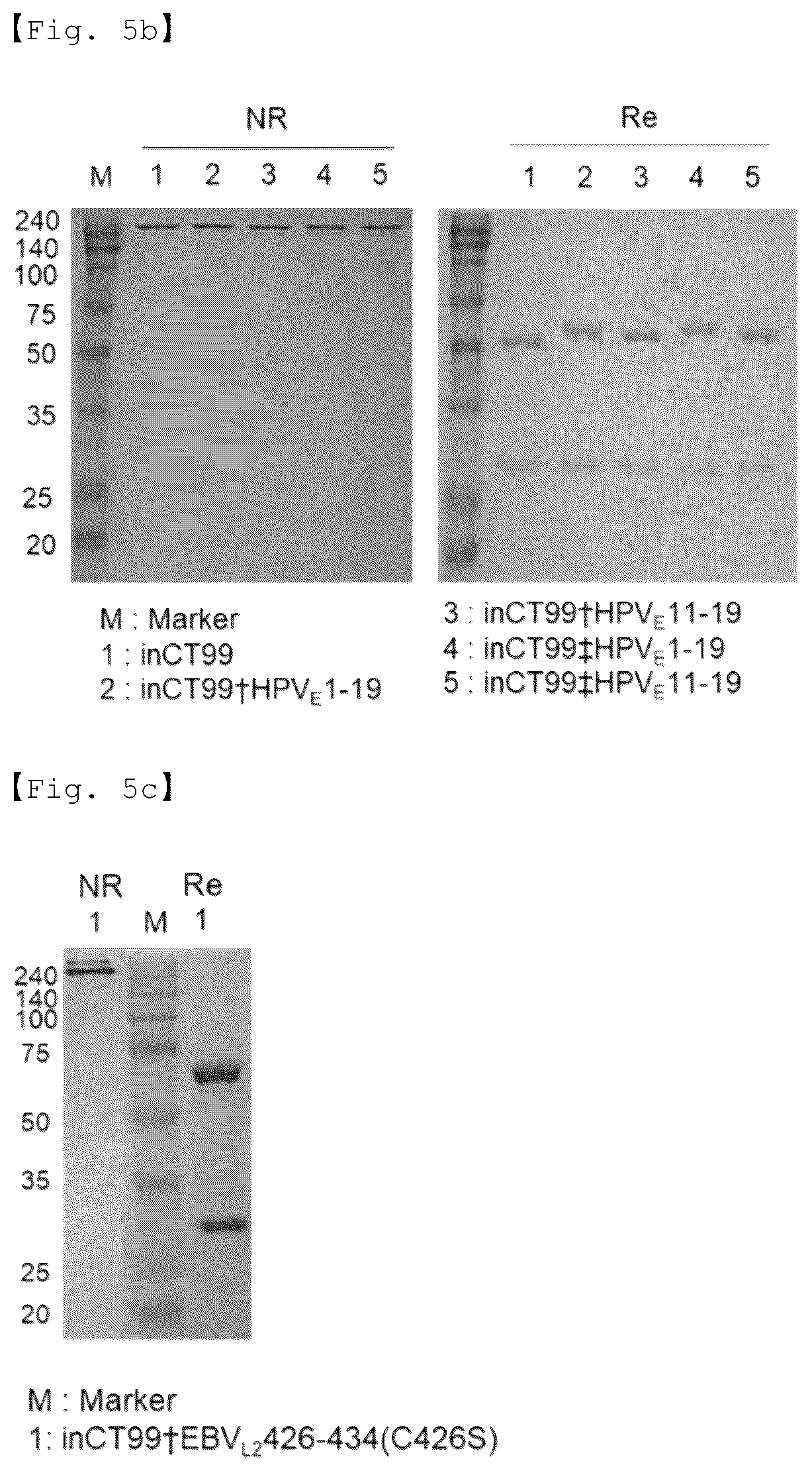 Patent US12551733 Figure 8 – Fusion antibody for presenting antigen-derived T cell antigen epitope or peptide containing same on cell surface, and composition comprising same