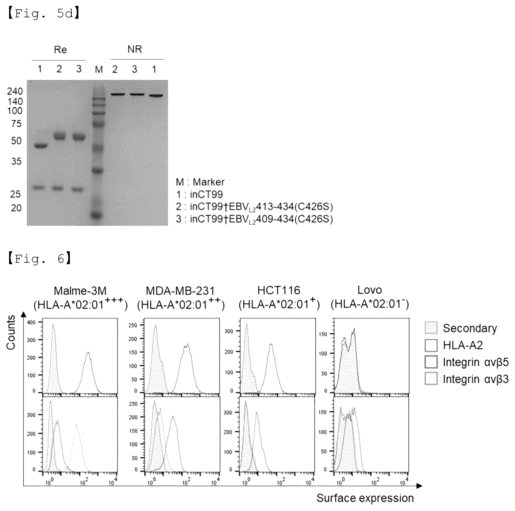 Patent US12551733 Figure 9 – Fusion antibody for presenting antigen-derived T cell antigen epitope or peptide containing same on cell surface, and composition comprising same