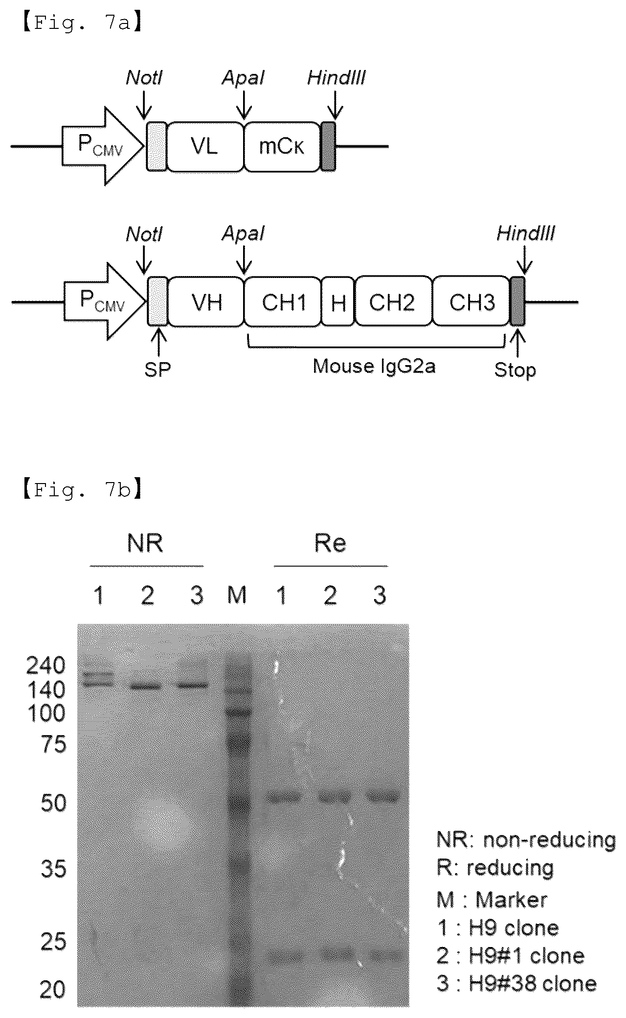 Patent US12551733 Figure 10 – Fusion antibody for presenting antigen-derived T cell antigen epitope or peptide containing same on cell surface, and composition comprising same