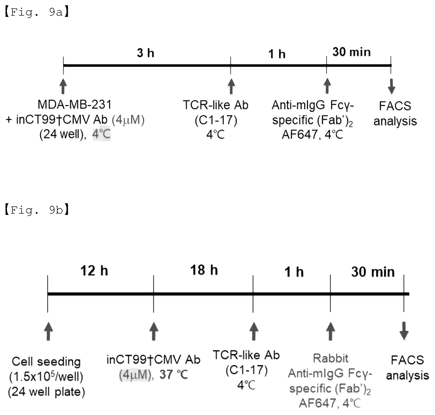 Patent US12551733 Figure 16 – Fusion antibody for presenting antigen-derived T cell antigen epitope or peptide containing same on cell surface, and composition comprising same