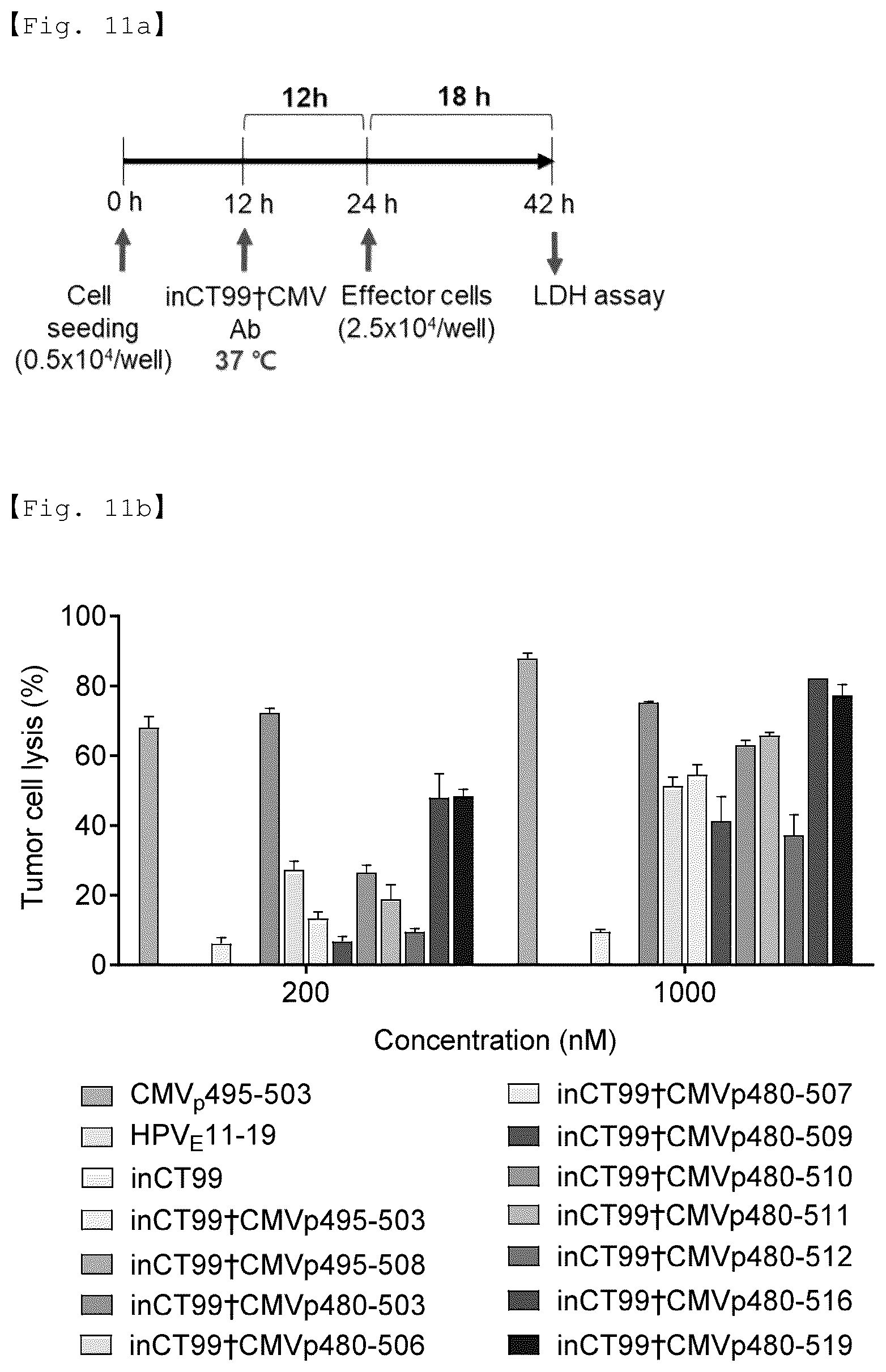 Patent US12551733 Figure 20 – Fusion antibody for presenting antigen-derived T cell antigen epitope or peptide containing same on cell surface, and composition comprising same