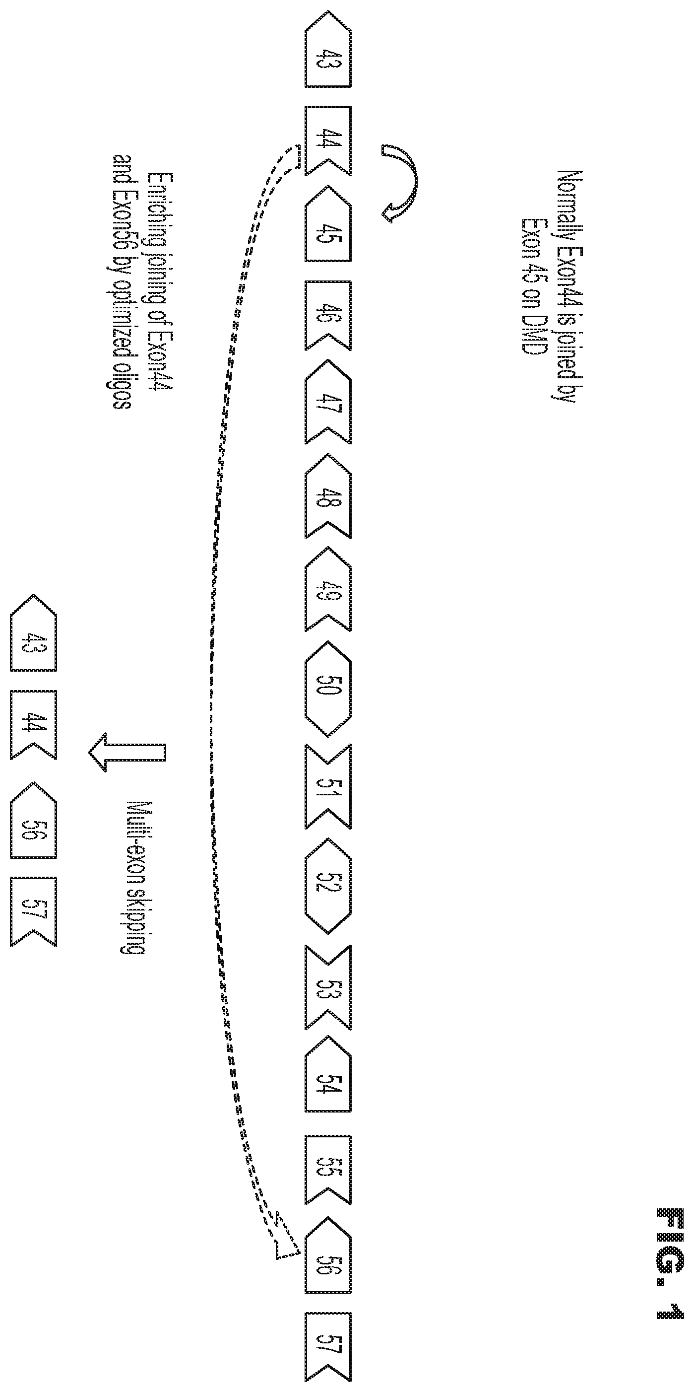 Patent US12552743 — Oligonucleotide compositions and methods of use thereof — Figure 1
