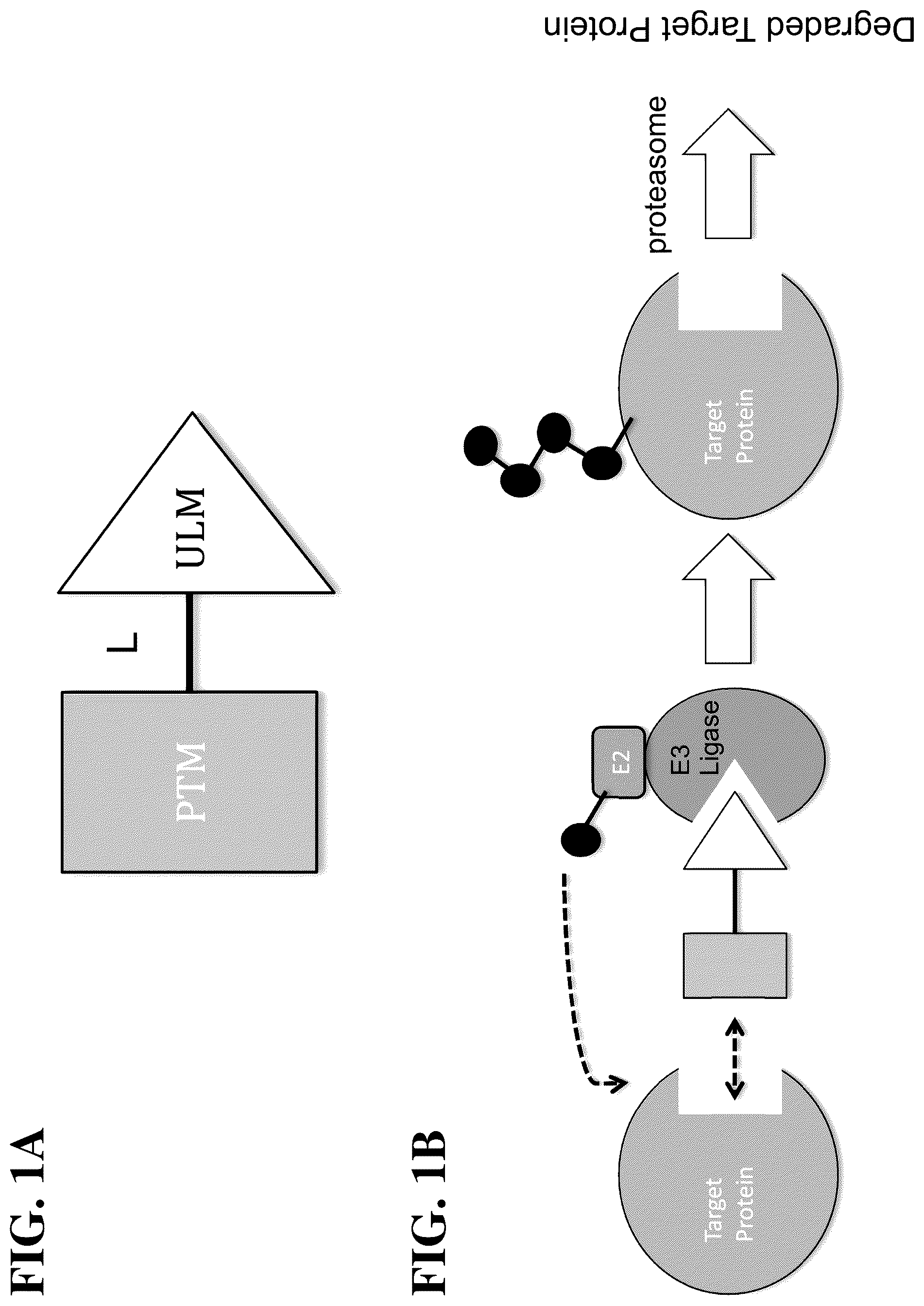 Patent US12552783 — Modulators of proteolysis and associated methods of use — Figure 1
