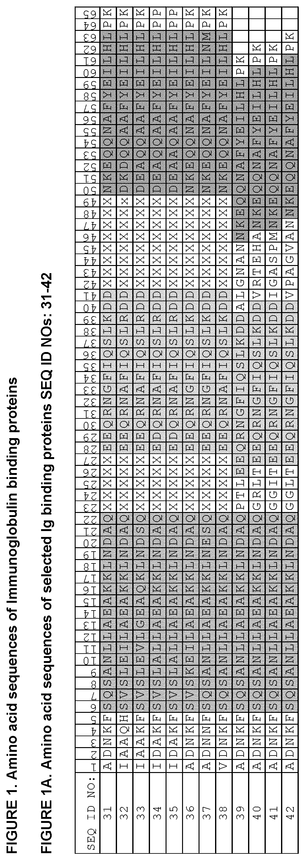 Patent US12552832 — Immunoglobulin binding polypeptides — Figure 1