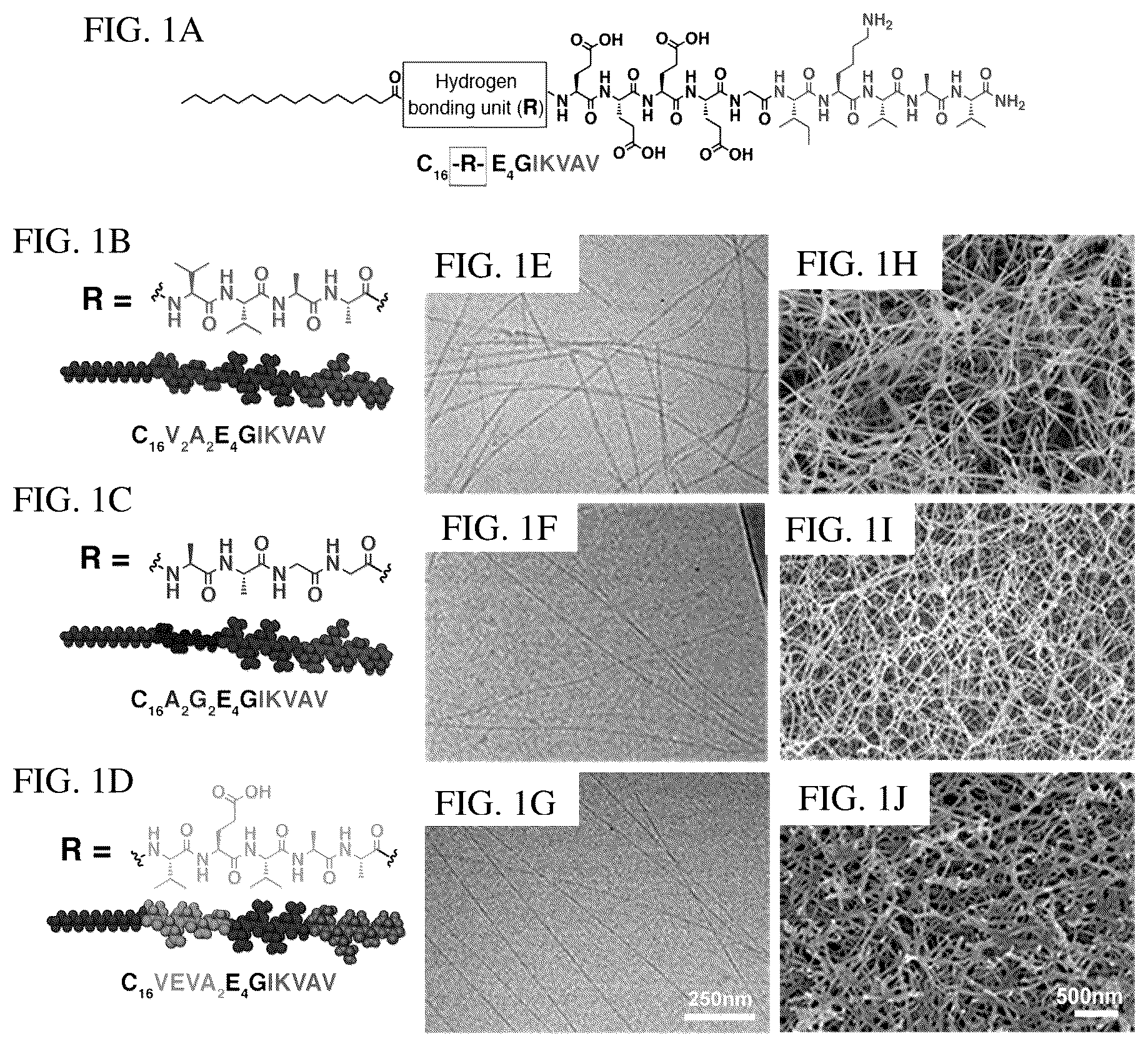 Patent US12552833 — Dynamics within supramolecuar IKVAV matrices enhance functional maturation of human IPSCS-derived neurons and regeneration — Figure 1