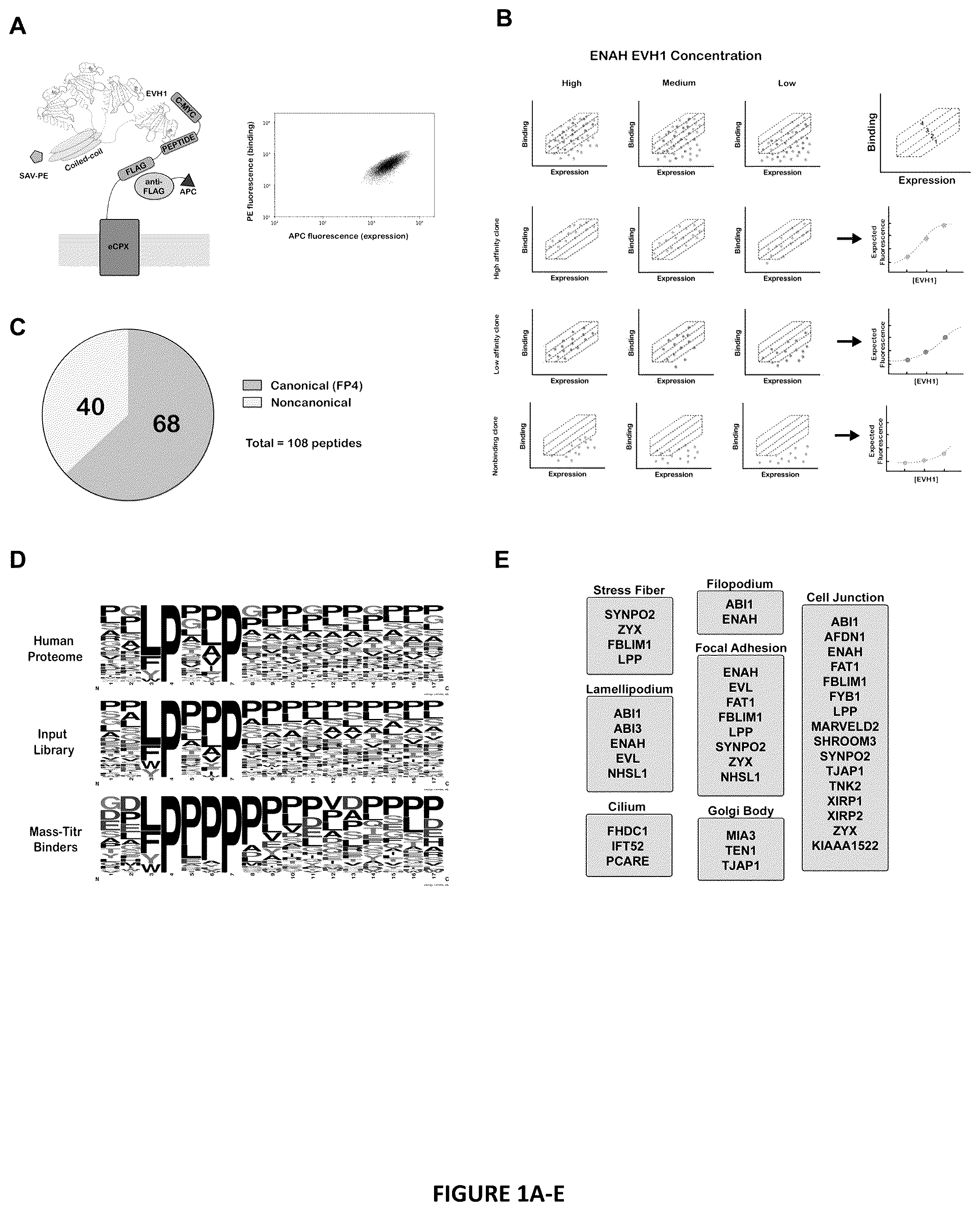 Patent US12552834 Figure 1 – Selective MENA binding peptides