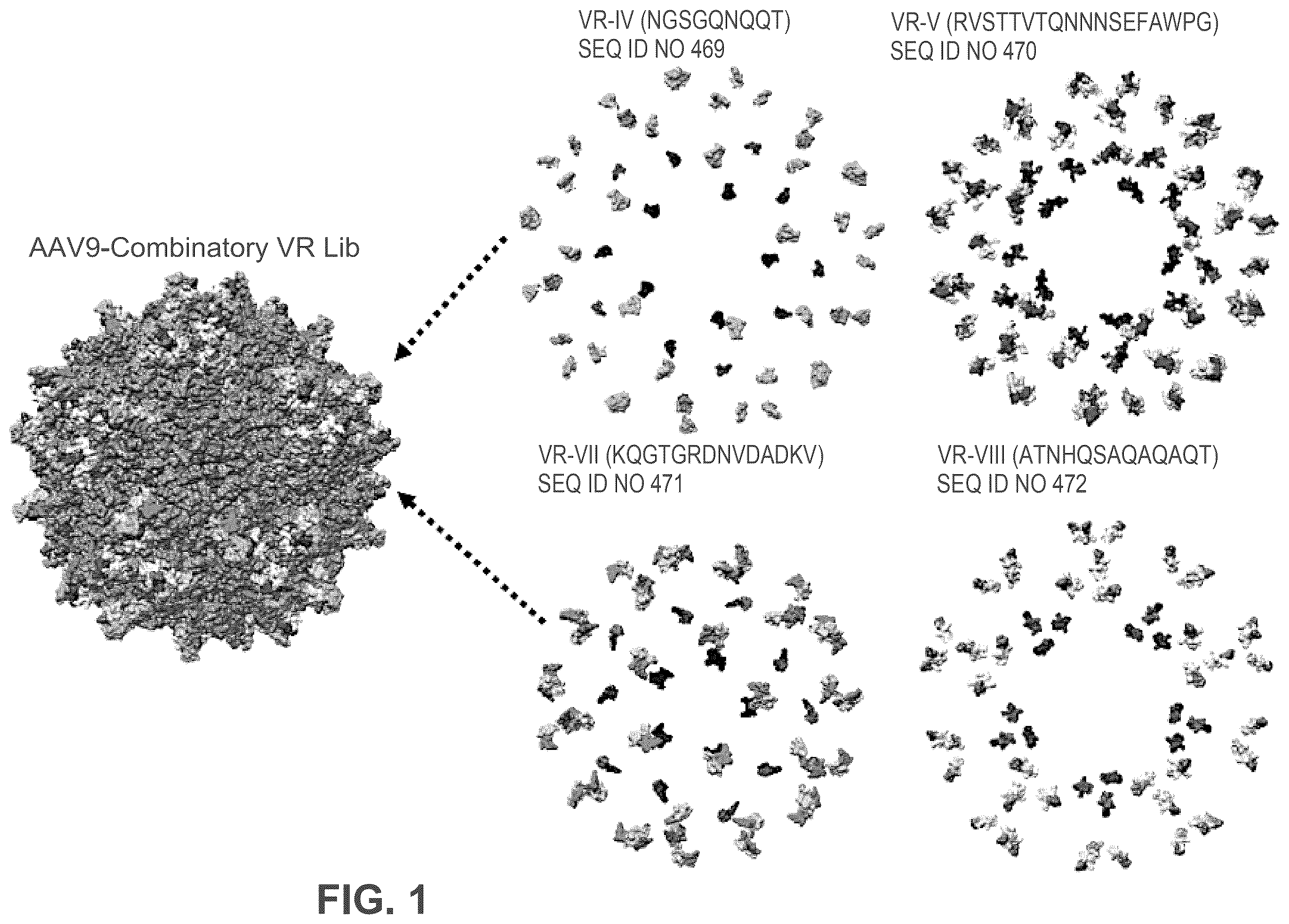 Patent US12552838 — Adeno-associated virus with engineered capsid — Figure 1